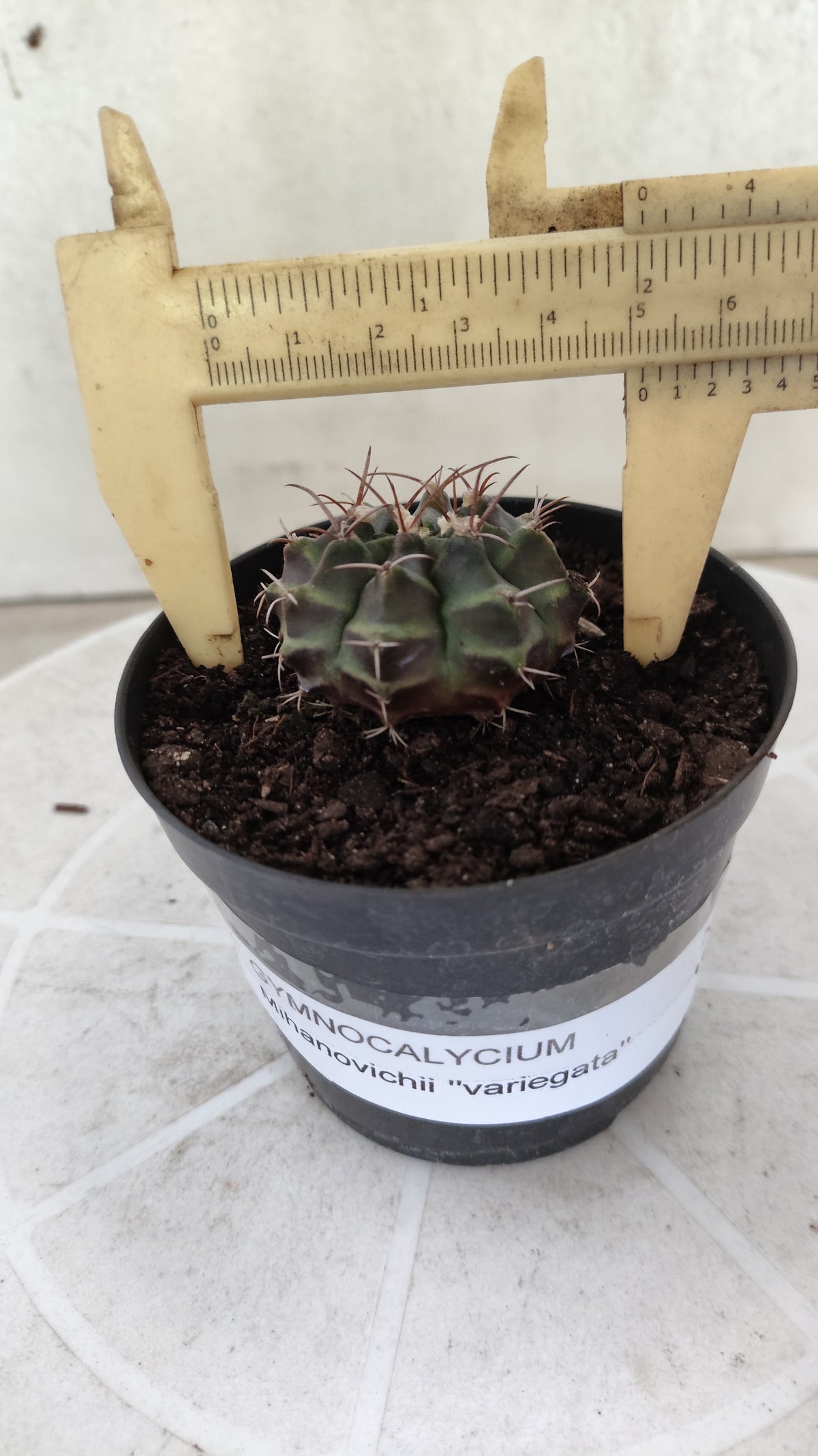 GYMNOCALYCIUM Mihanovichii Variegata Nº 1496 – vaso 09