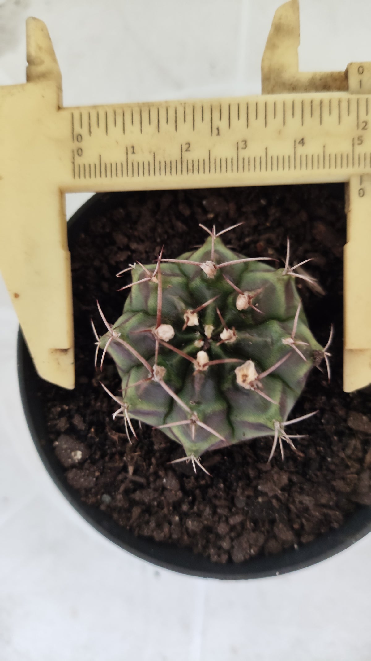 GYMNOCALYCIUM Mihanovichii Variegata Nº 1496 – vaso 09
