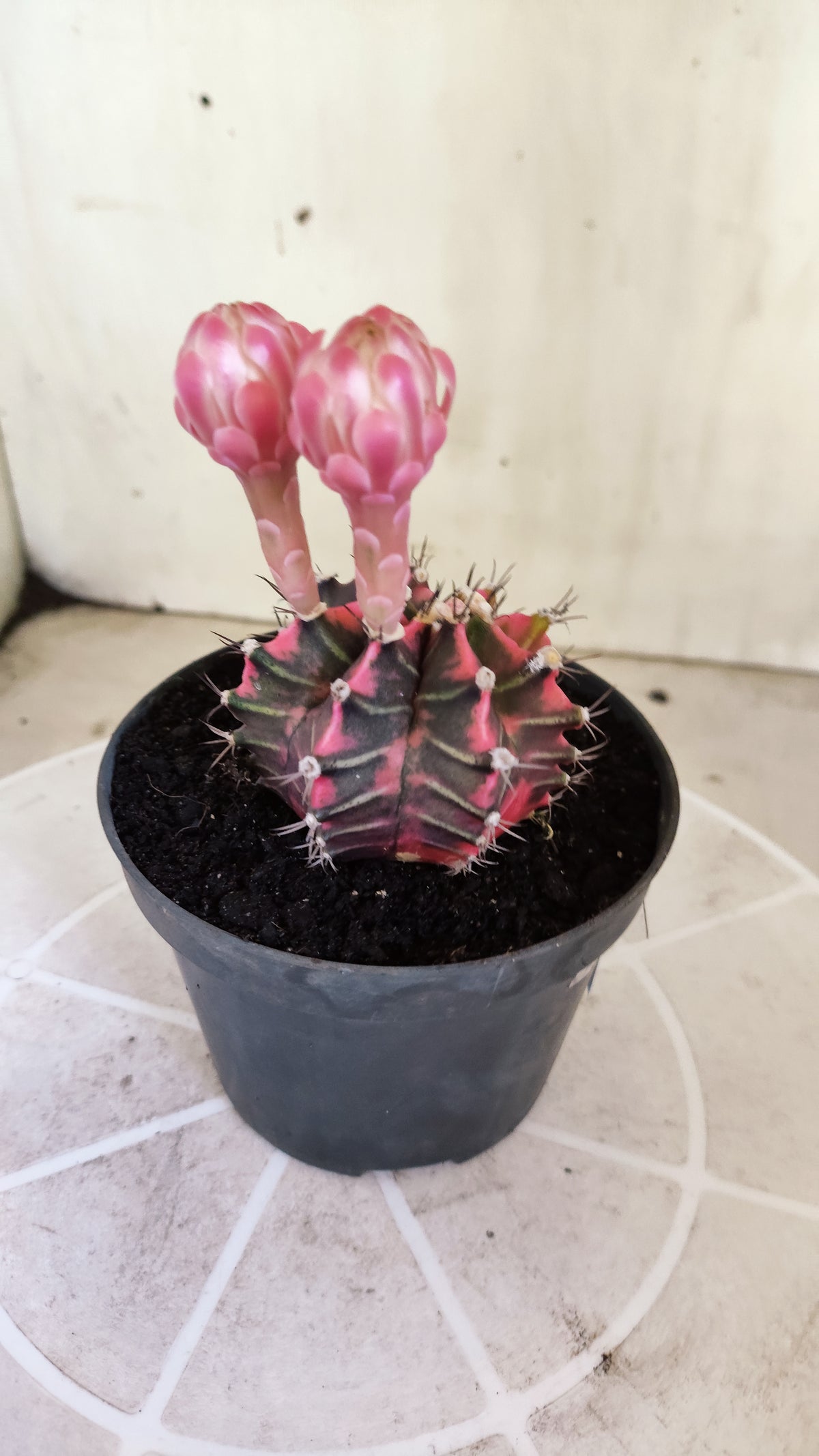 GYMNOCALYCIUM Mihanovichii Variegata Nº 1499 – vaso 11