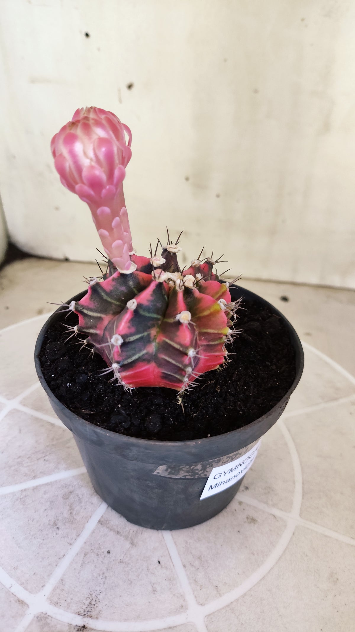 GYMNOCALYCIUM Mihanovichii Variegata Nº 1499 – vaso 11