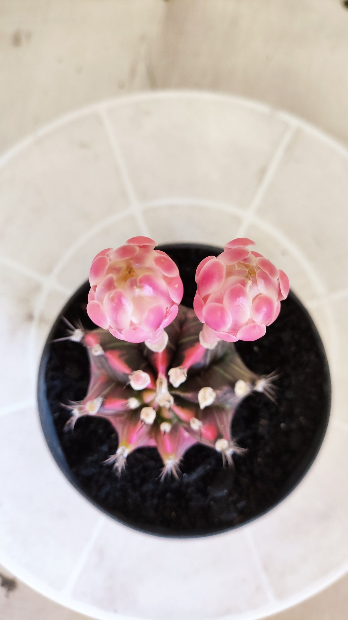 GYMNOCALYCIUM Mihanovichii Variegata Nº 1499 – vaso 11