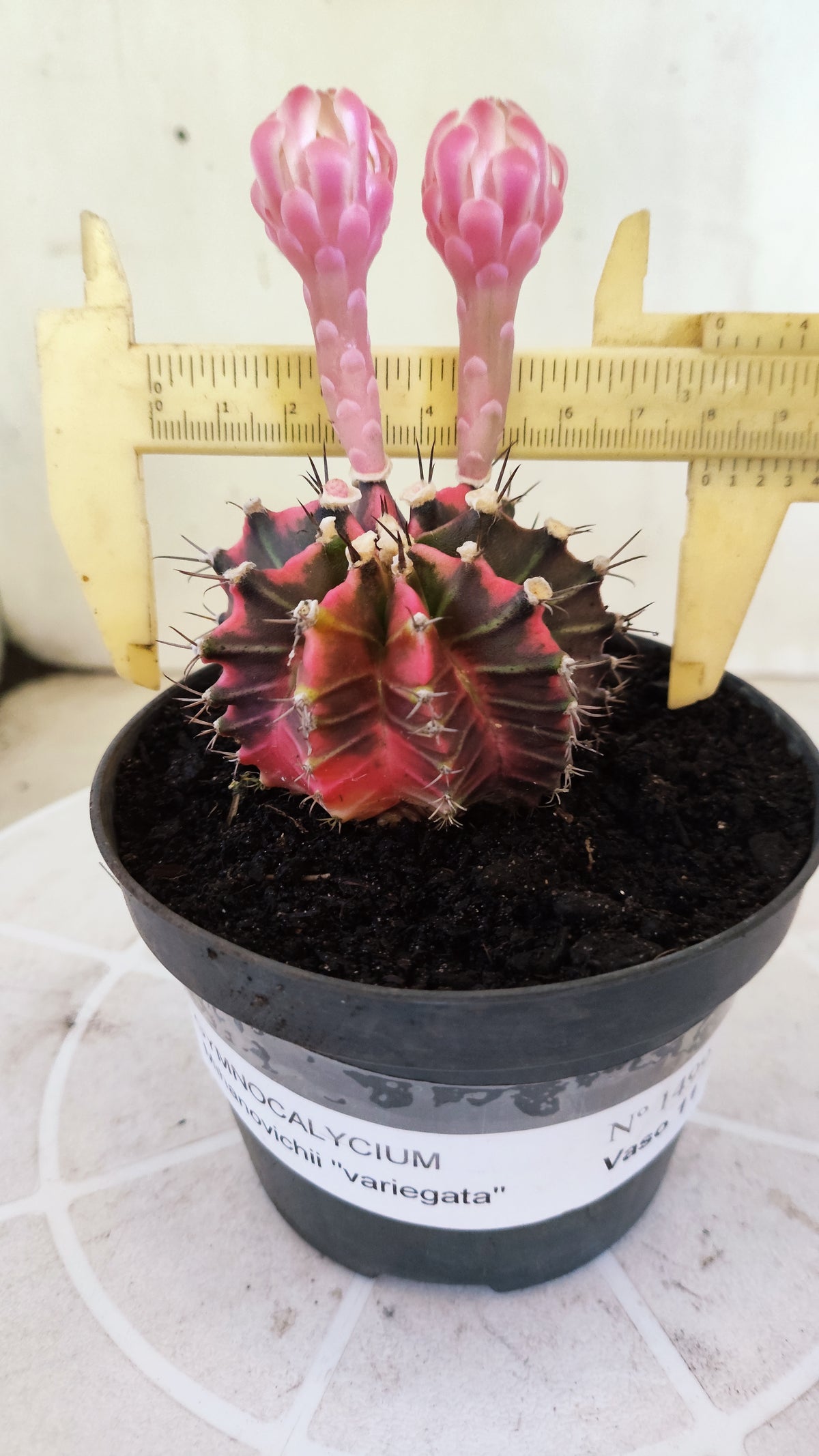 GYMNOCALYCIUM Mihanovichii Variegata Nº 1499 – vaso 11