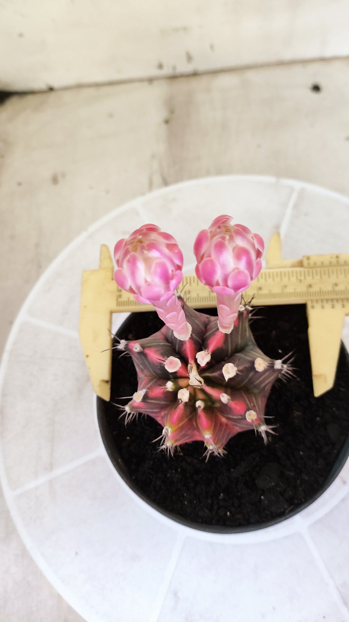 GYMNOCALYCIUM Mihanovichii Variegata Nº 1499 – vaso 11