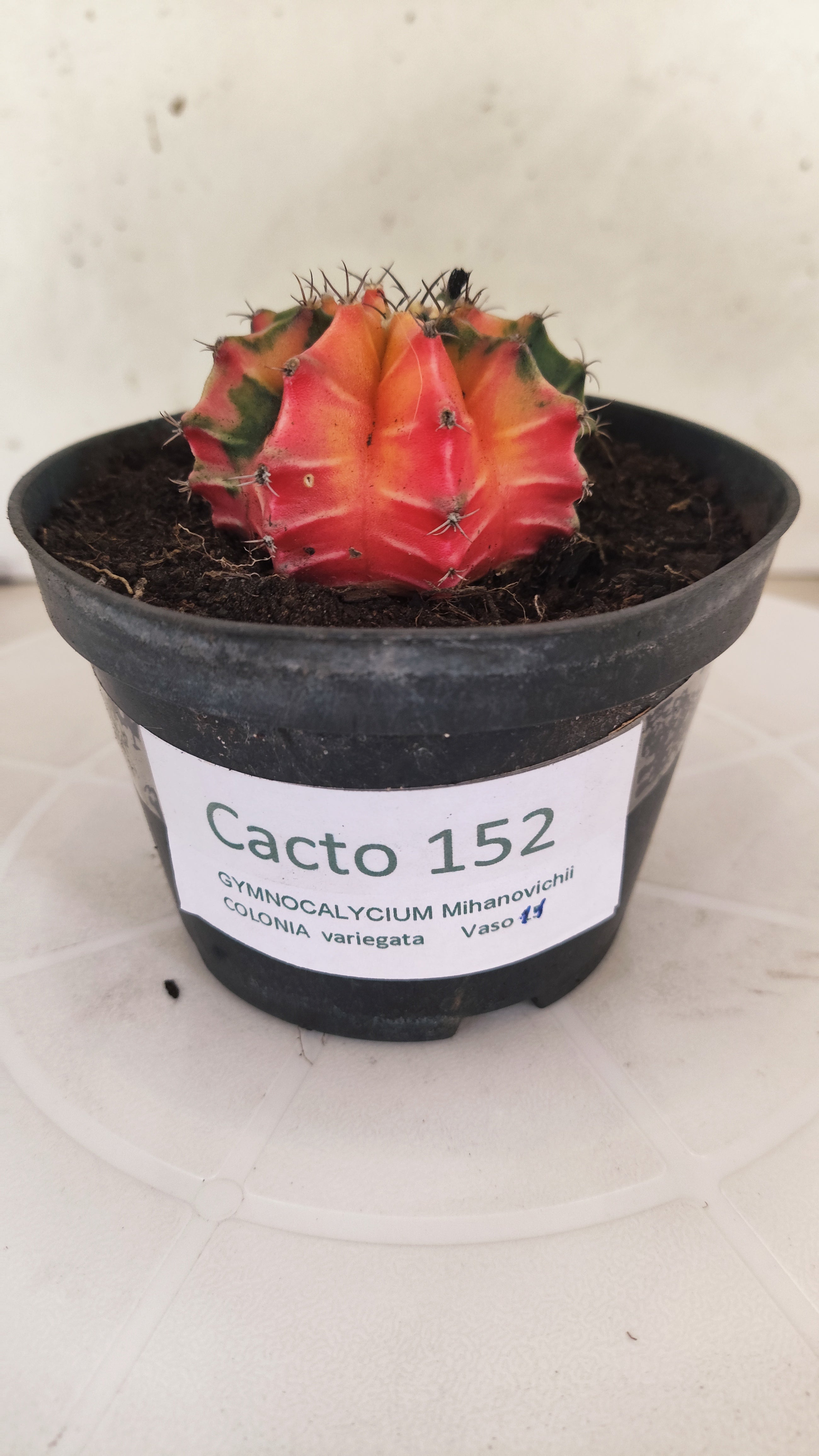 GYMNOCALYCIUM Mihanovichii "Variegata" Nº 152 – vaso 11
