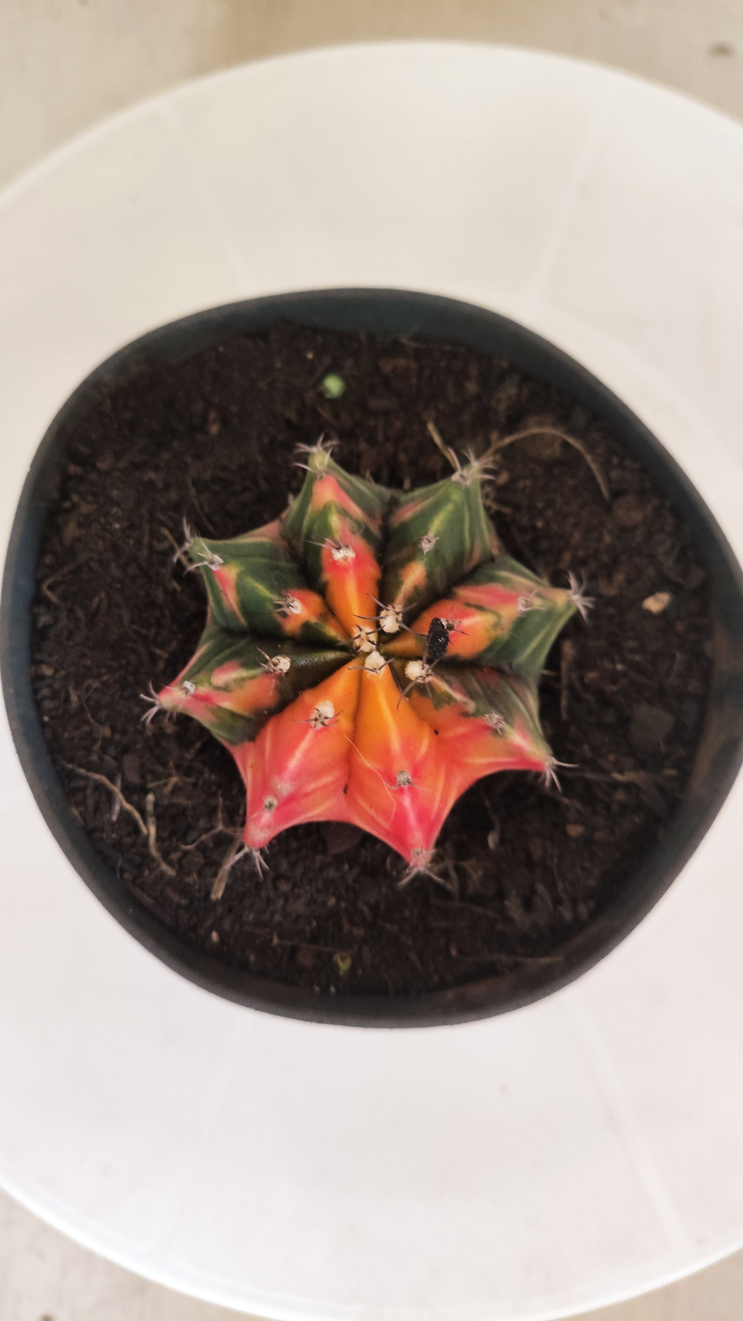 GYMNOCALYCIUM Mihanovichii "Variegata" Nº 152 – vaso 11
