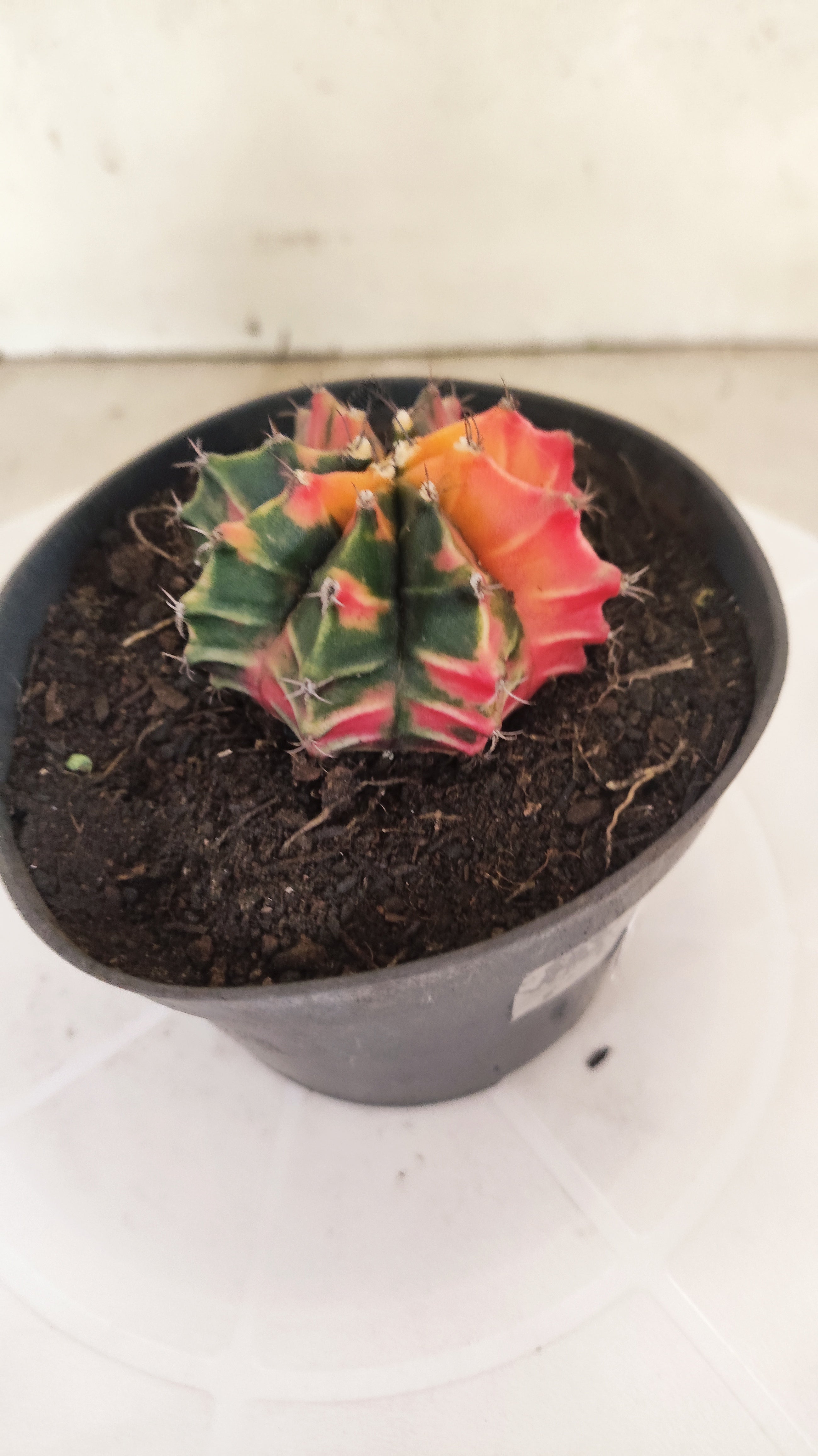 GYMNOCALYCIUM Mihanovichii "Variegata" Nº 152 – vaso 11