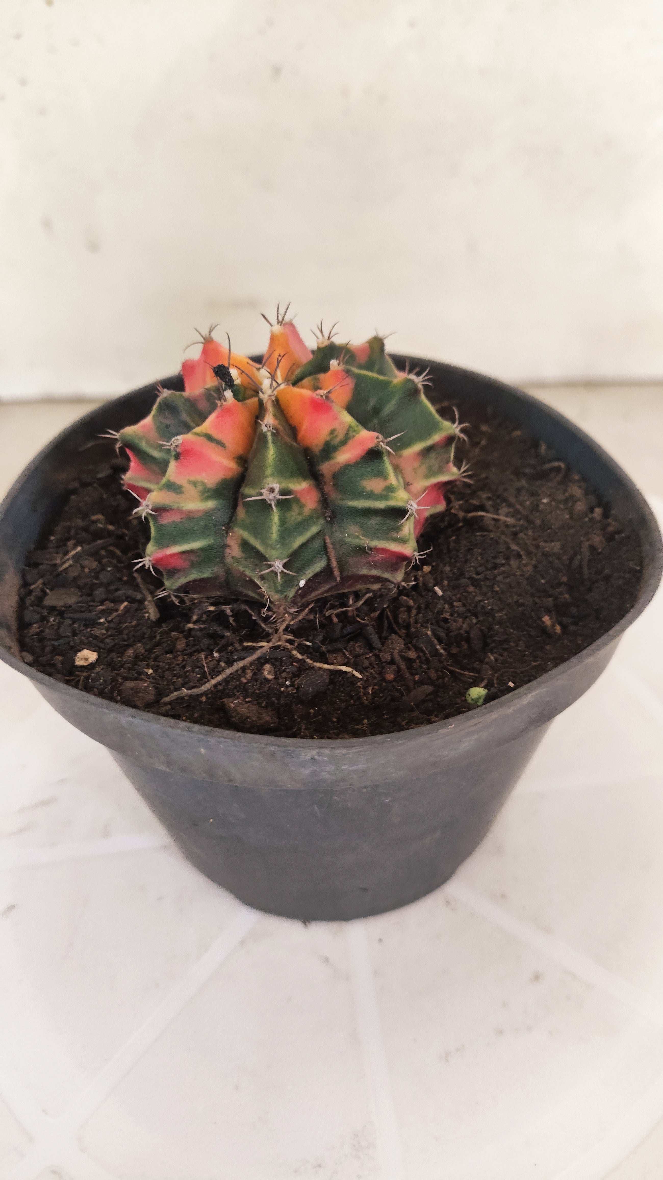 GYMNOCALYCIUM Mihanovichii "Variegata" Nº 152 – vaso 11