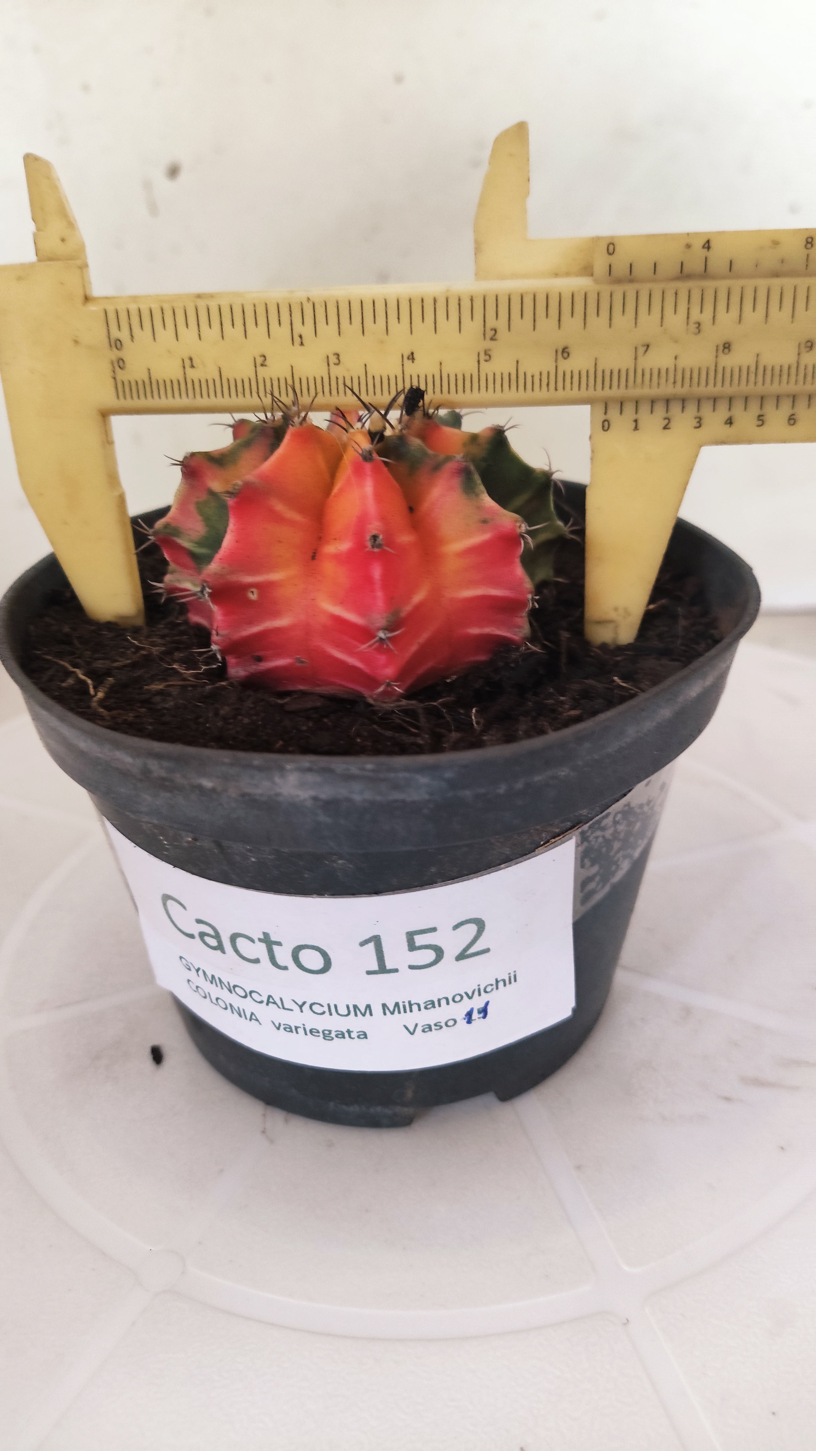 GYMNOCALYCIUM Mihanovichii "Variegata" Nº 152 – vaso 11