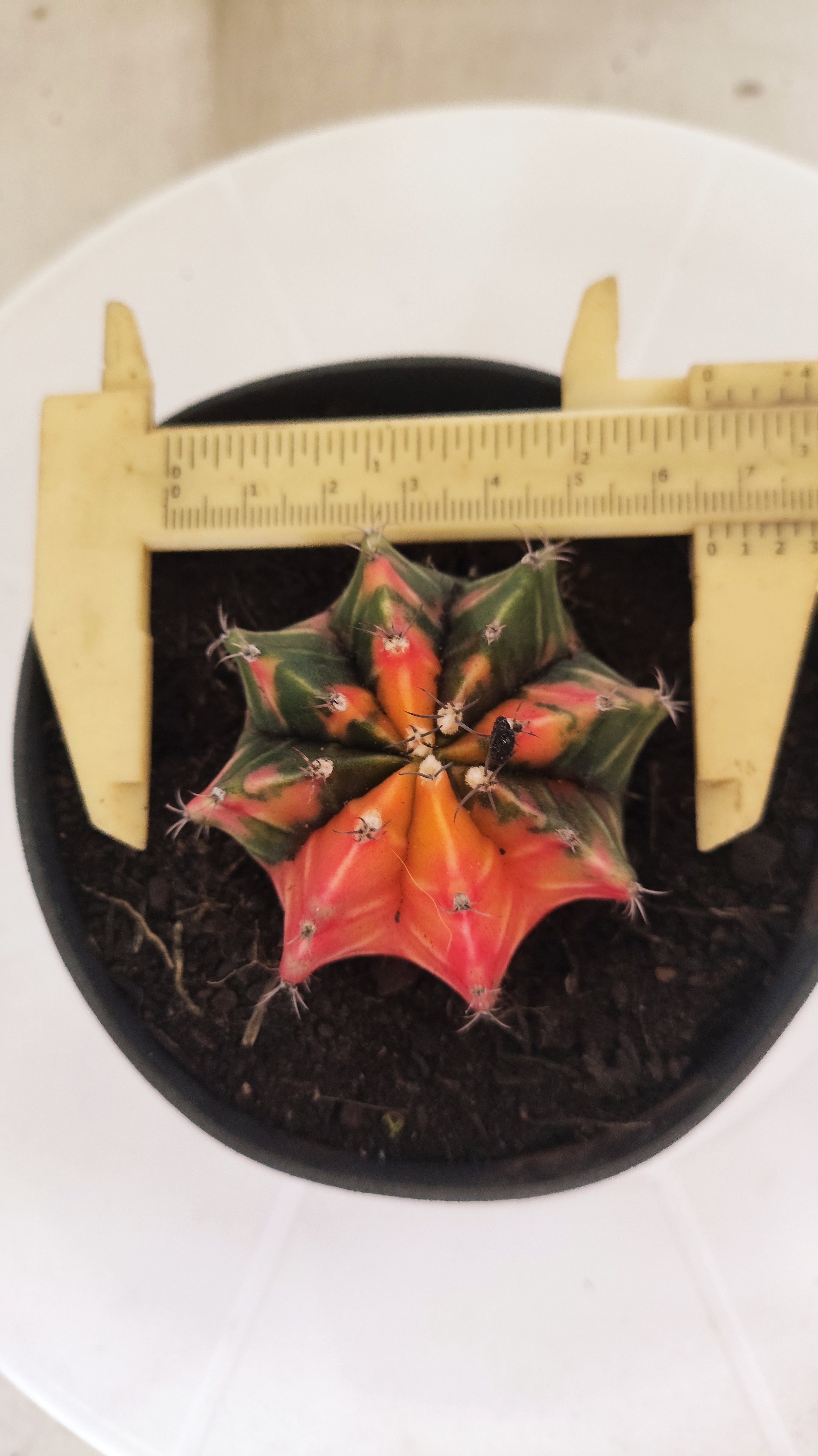 GYMNOCALYCIUM Mihanovichii "Variegata" Nº 152 – vaso 11