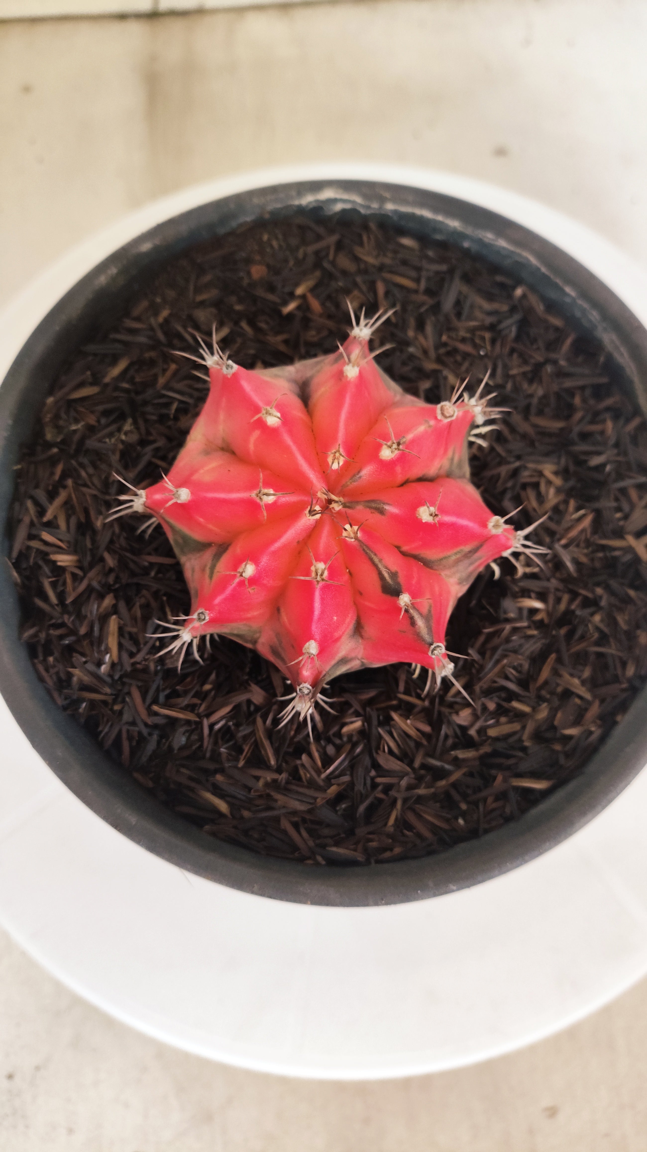 GYMNOCALYCIUM Mihanovichii "Variegata" Nº 153 – vaso 15