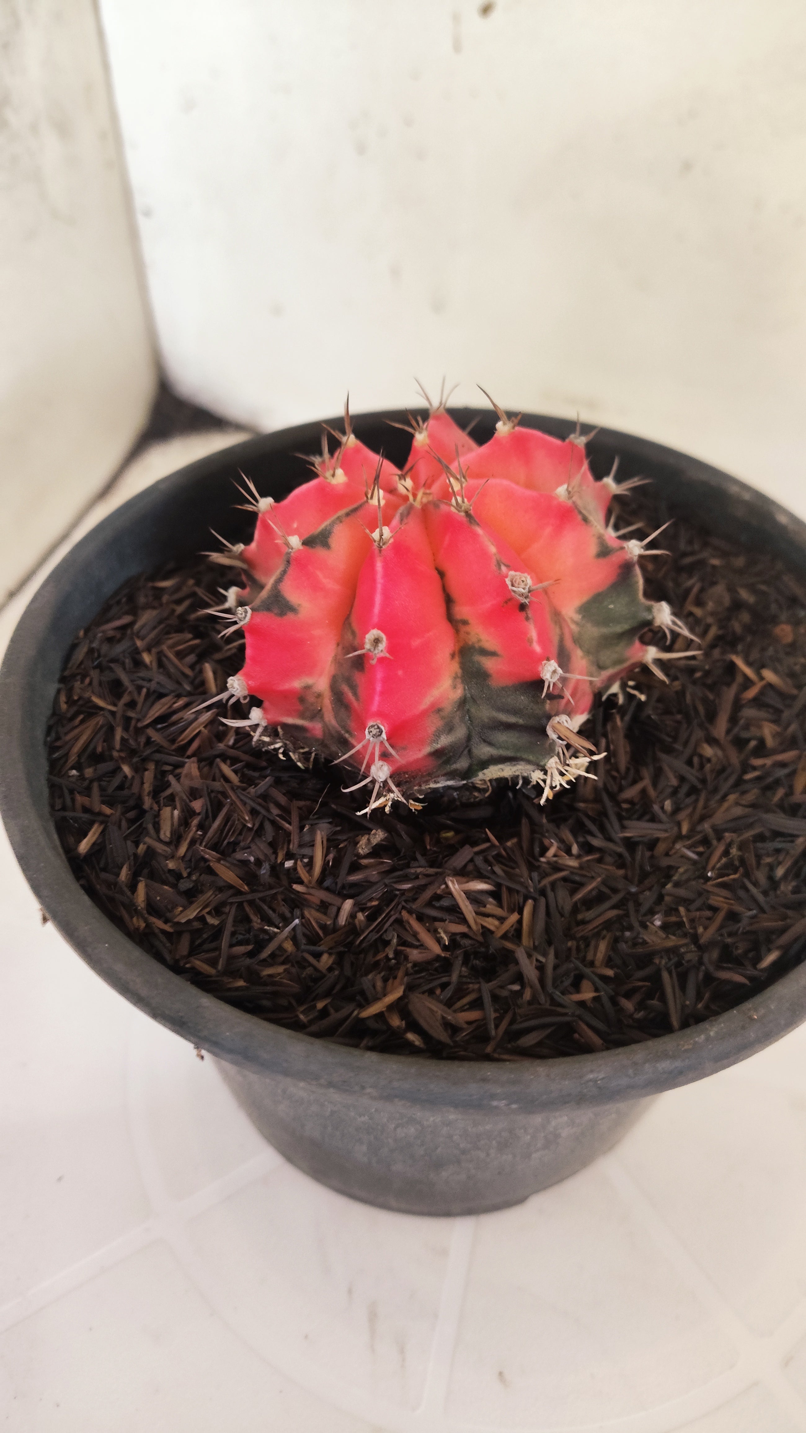 GYMNOCALYCIUM Mihanovichii "Variegata" Nº 153 – vaso 15