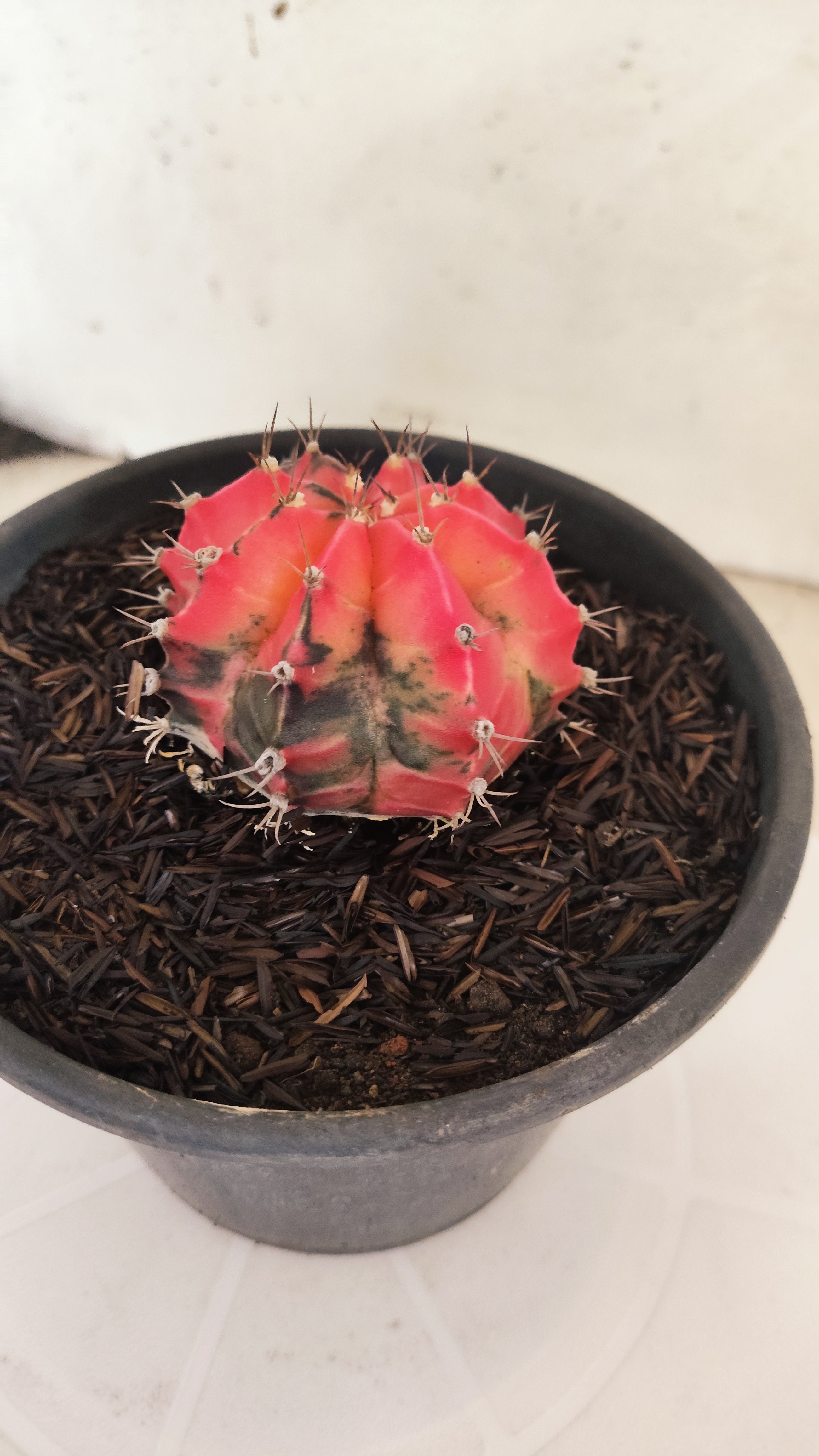 GYMNOCALYCIUM Mihanovichii "Variegata" Nº 153 – vaso 15