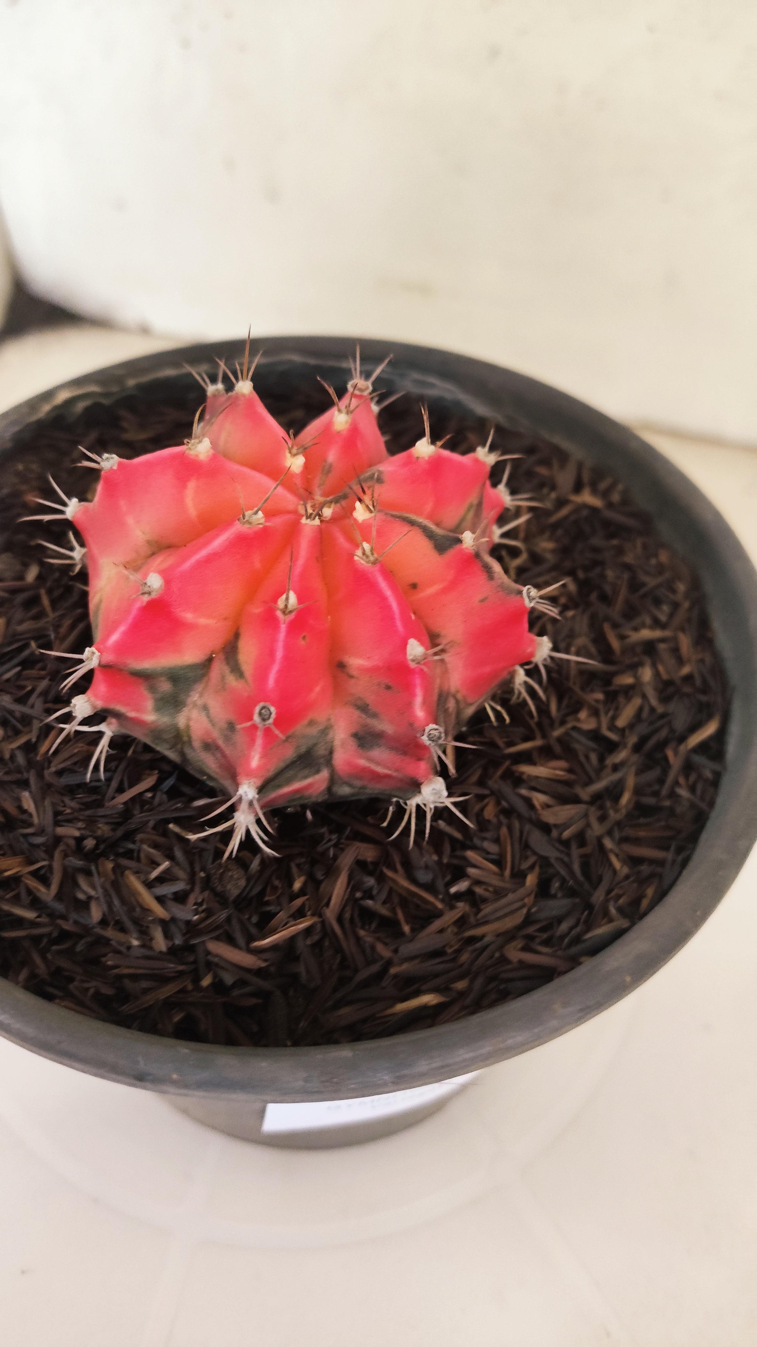 GYMNOCALYCIUM Mihanovichii "Variegata" Nº 153 – vaso 15