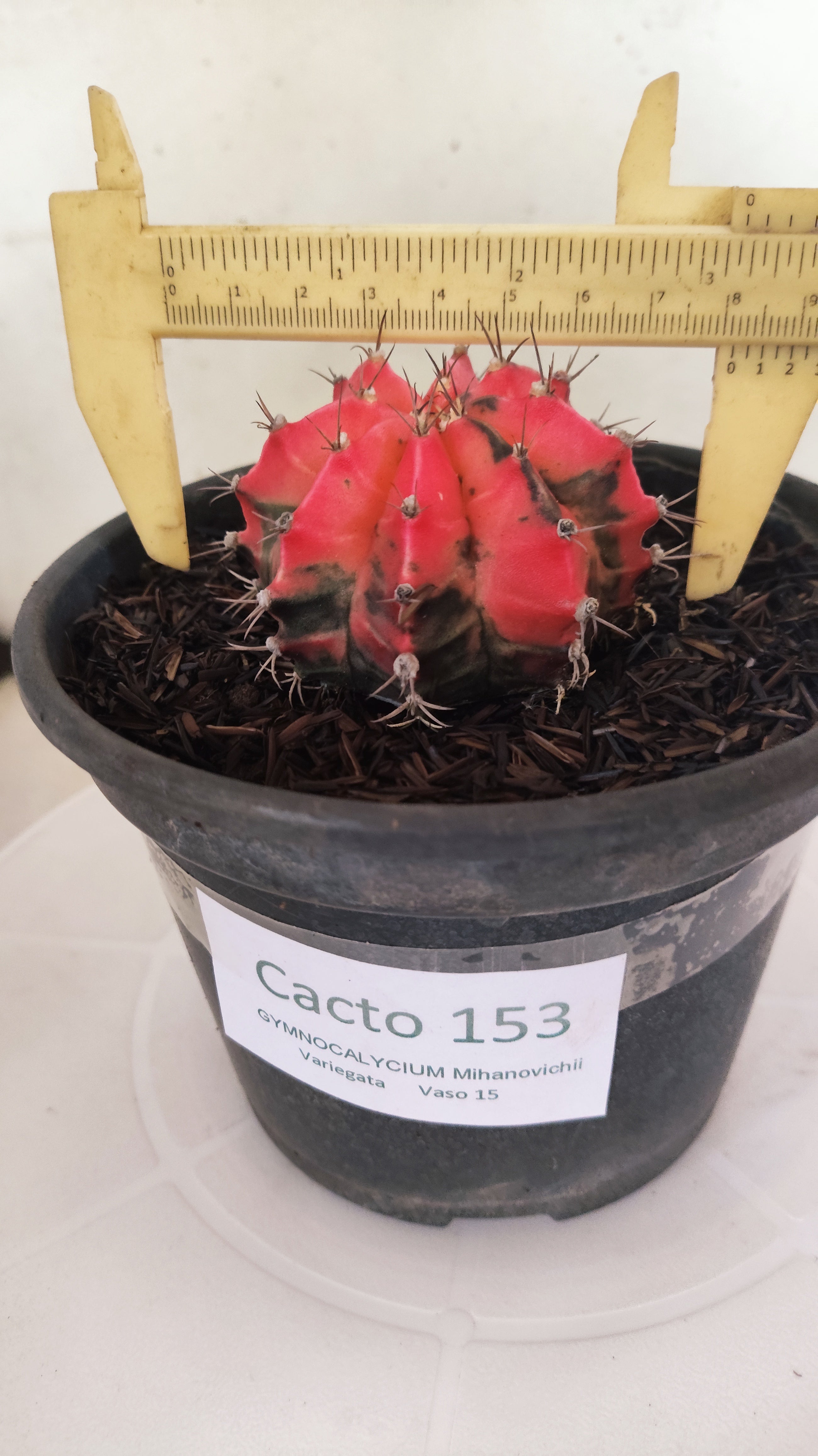 GYMNOCALYCIUM Mihanovichii "Variegata" Nº 153 – vaso 15