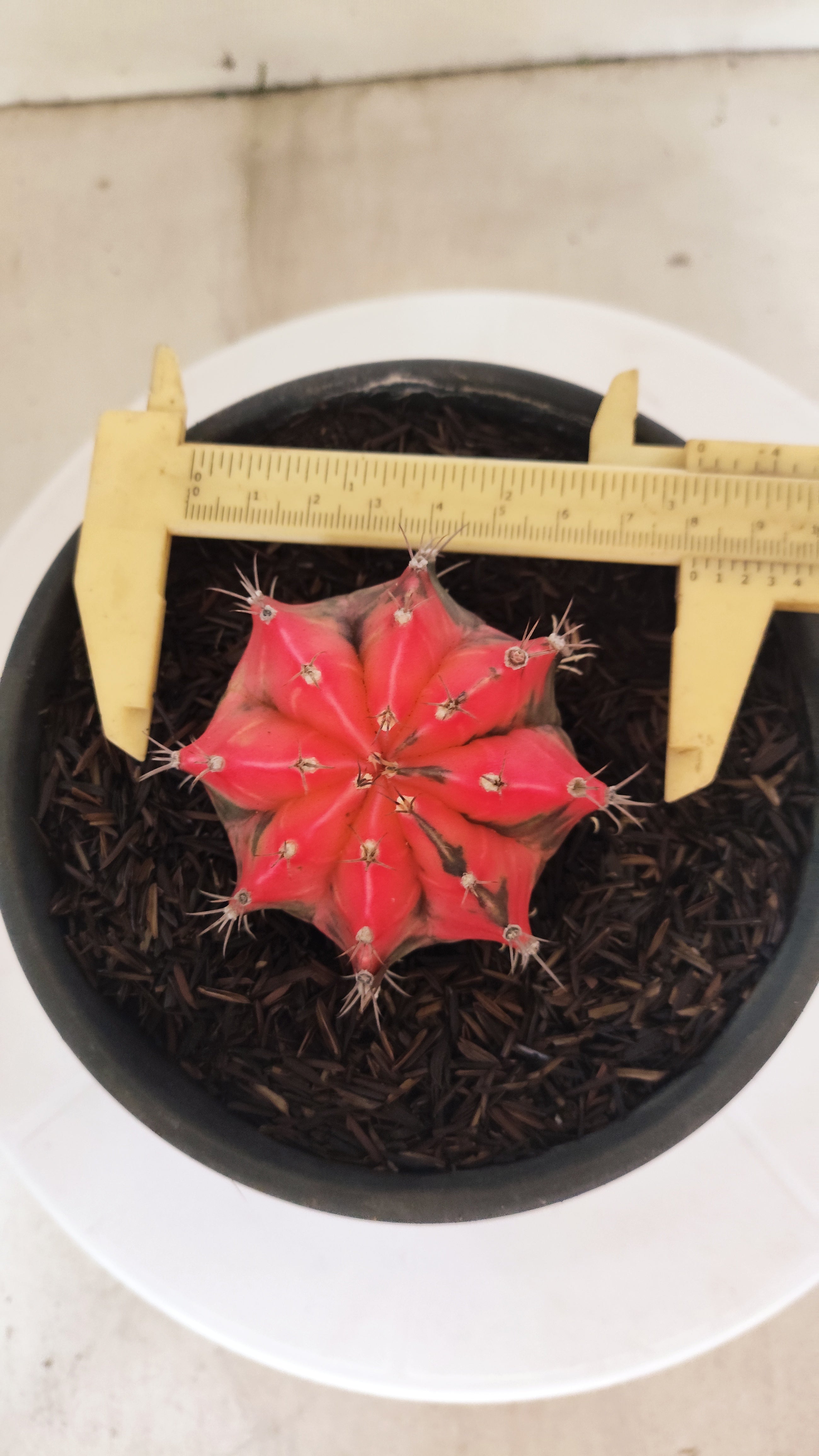 GYMNOCALYCIUM Mihanovichii "Variegata" Nº 153 – vaso 15