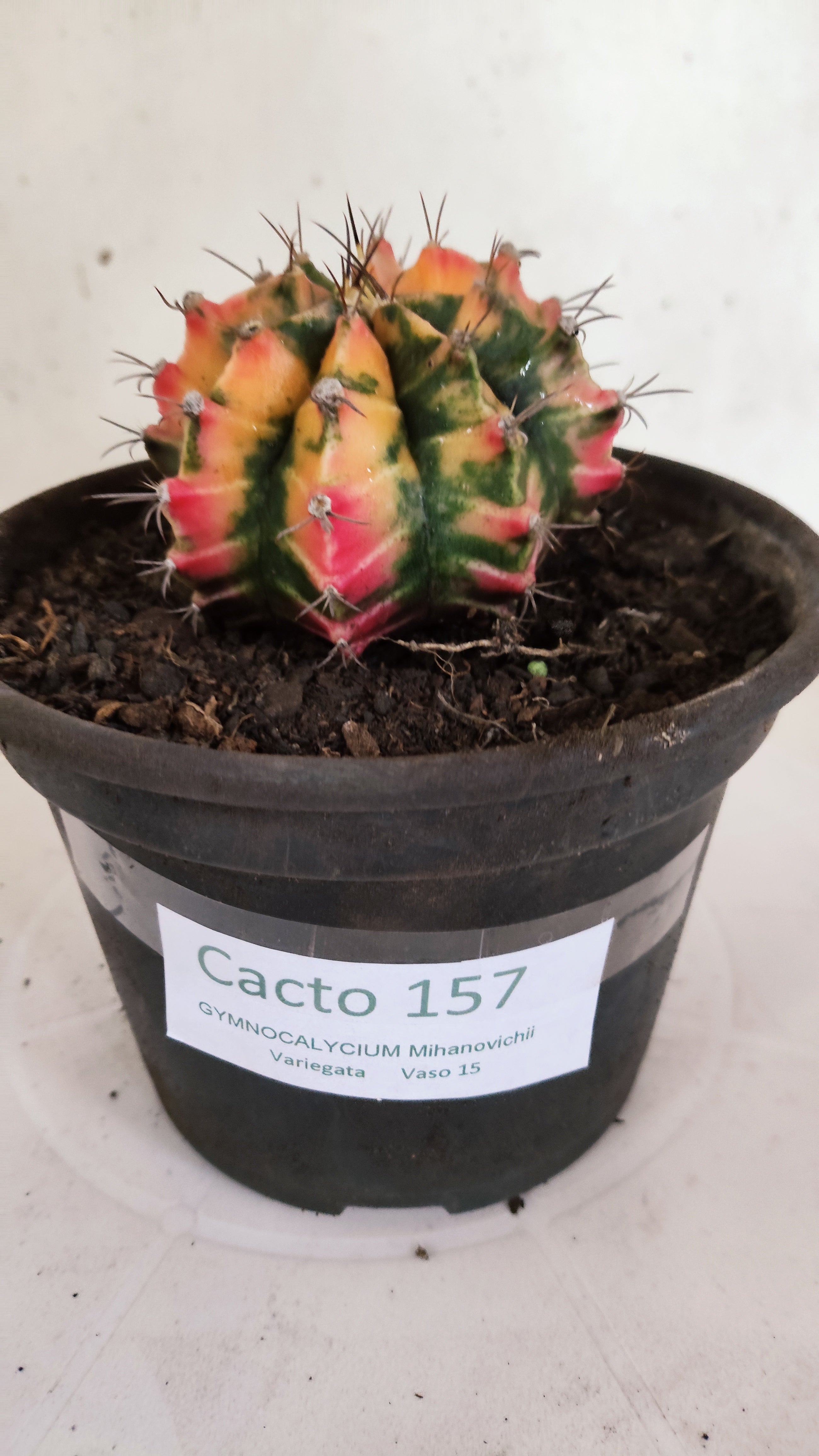 GYMNOCALYCIUM Mihanovichii "Variegata" Nº 157 – vaso 15