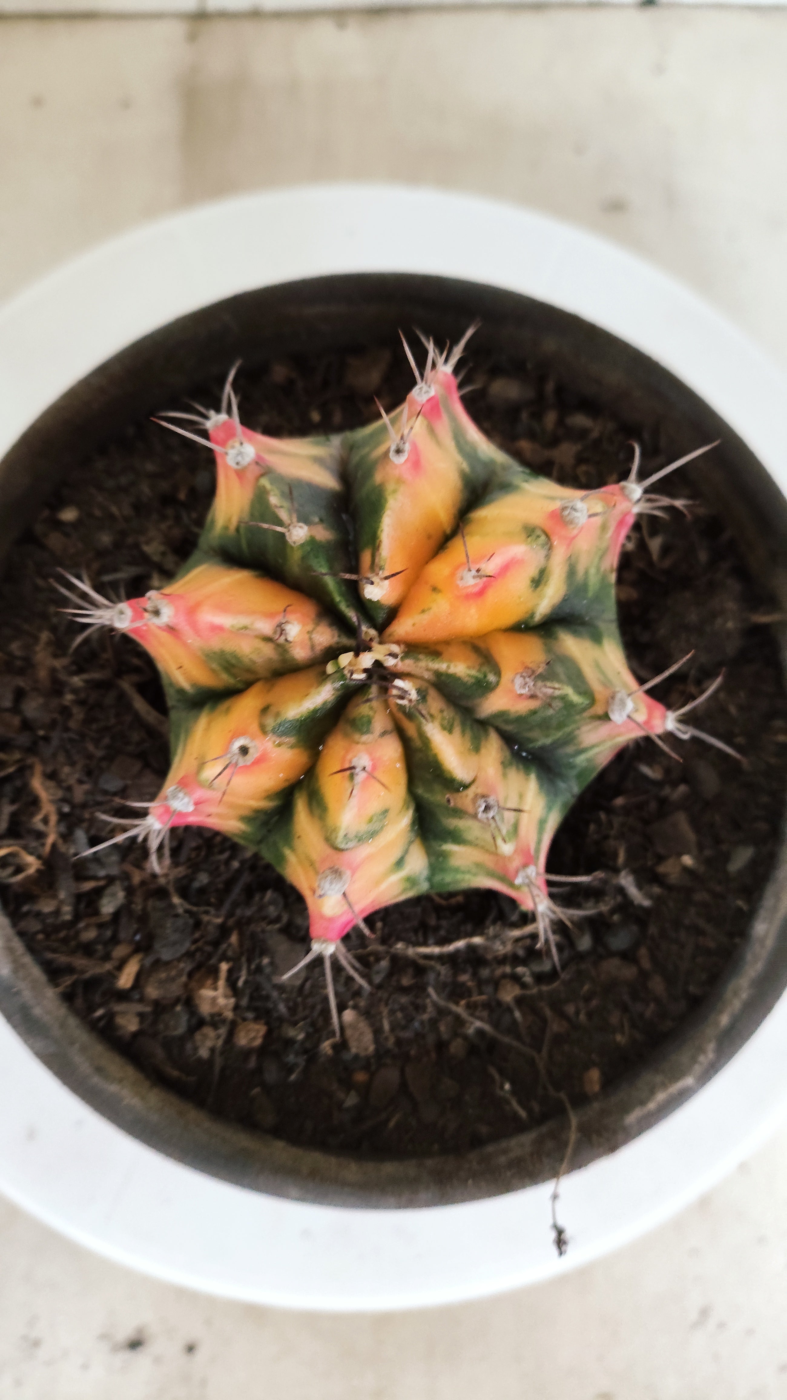 GYMNOCALYCIUM Mihanovichii "Variegata" Nº 157 – vaso 15