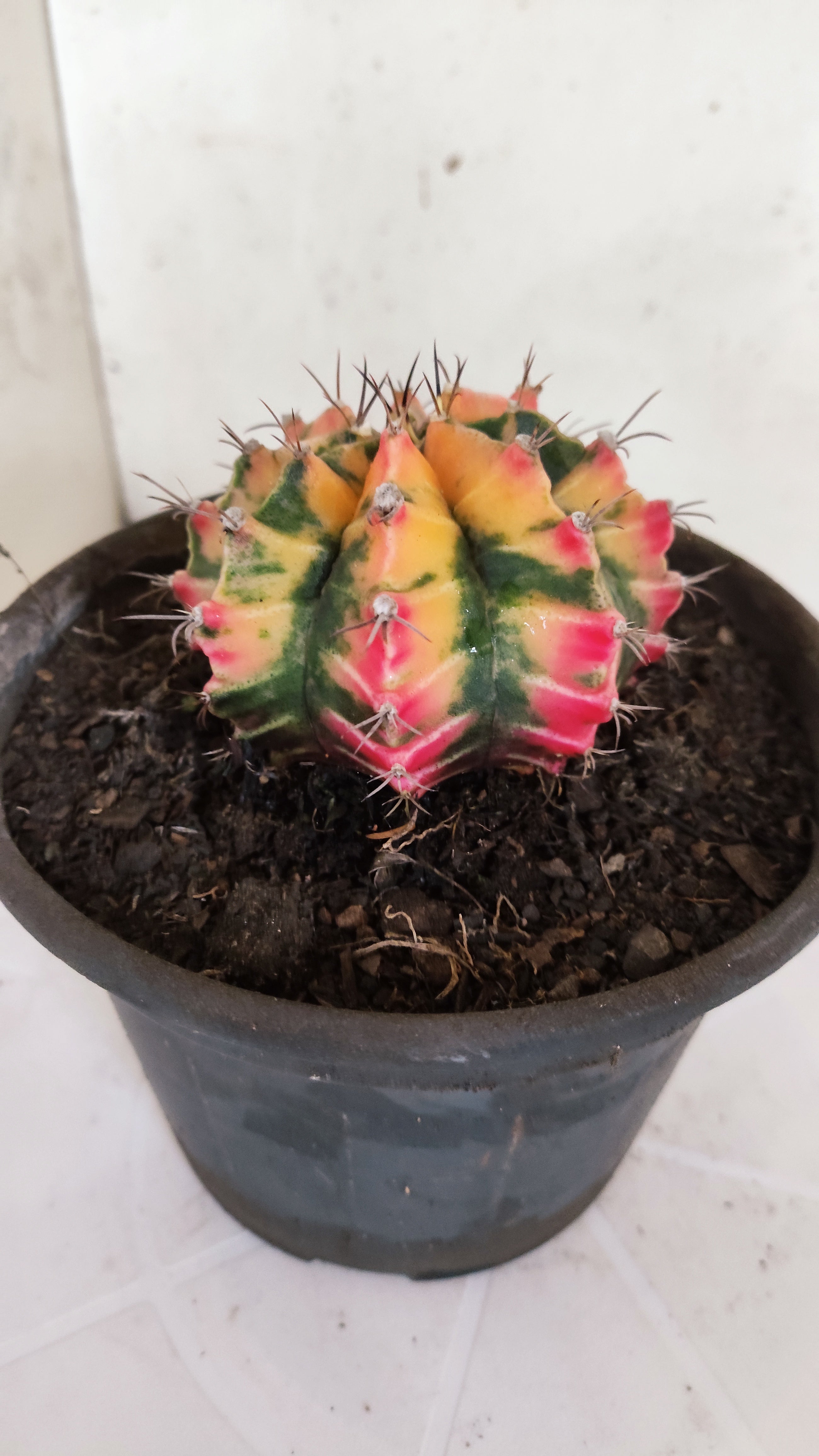 GYMNOCALYCIUM Mihanovichii "Variegata" Nº 157 – vaso 15