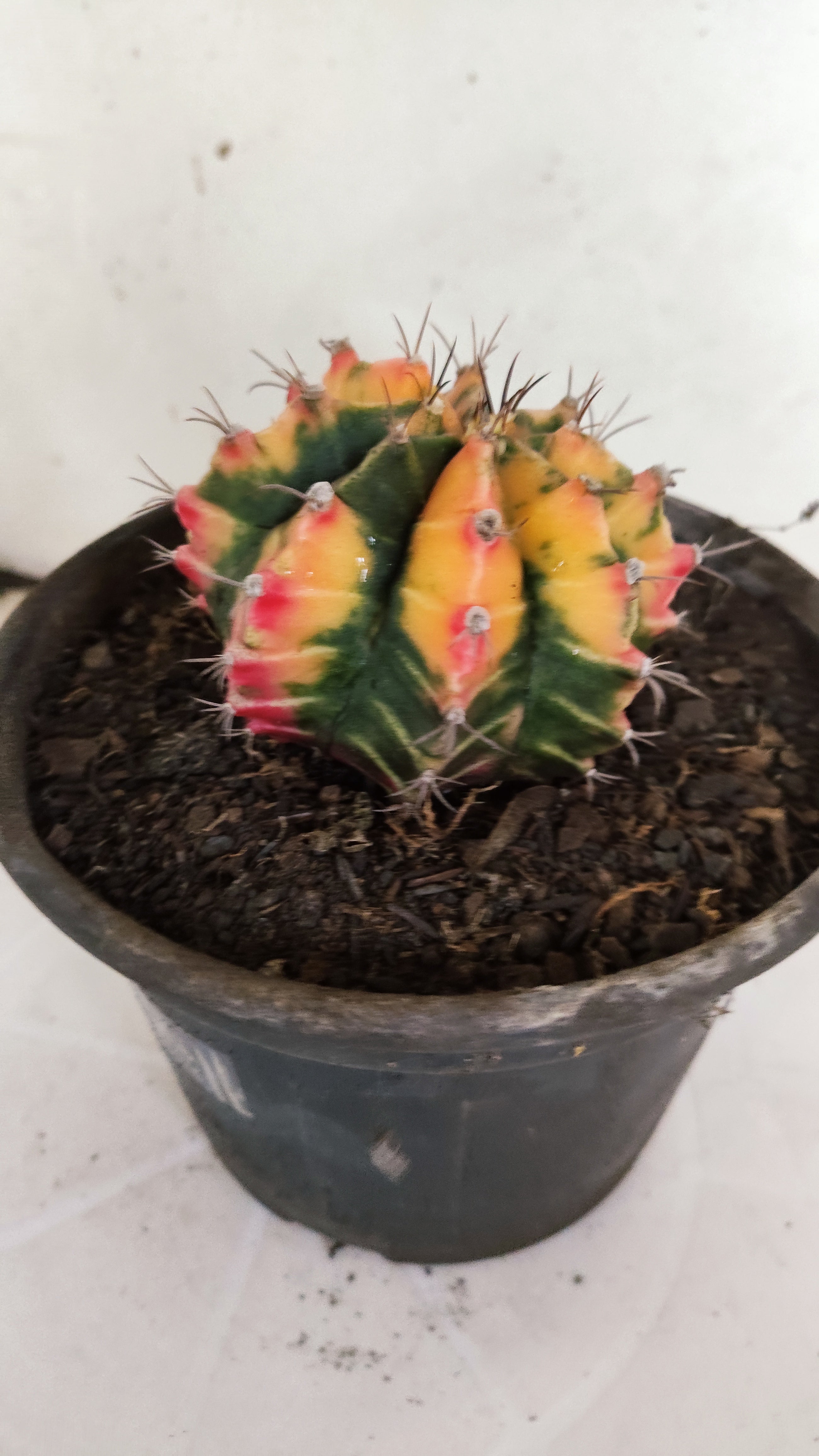 GYMNOCALYCIUM Mihanovichii "Variegata" Nº 157 – vaso 15