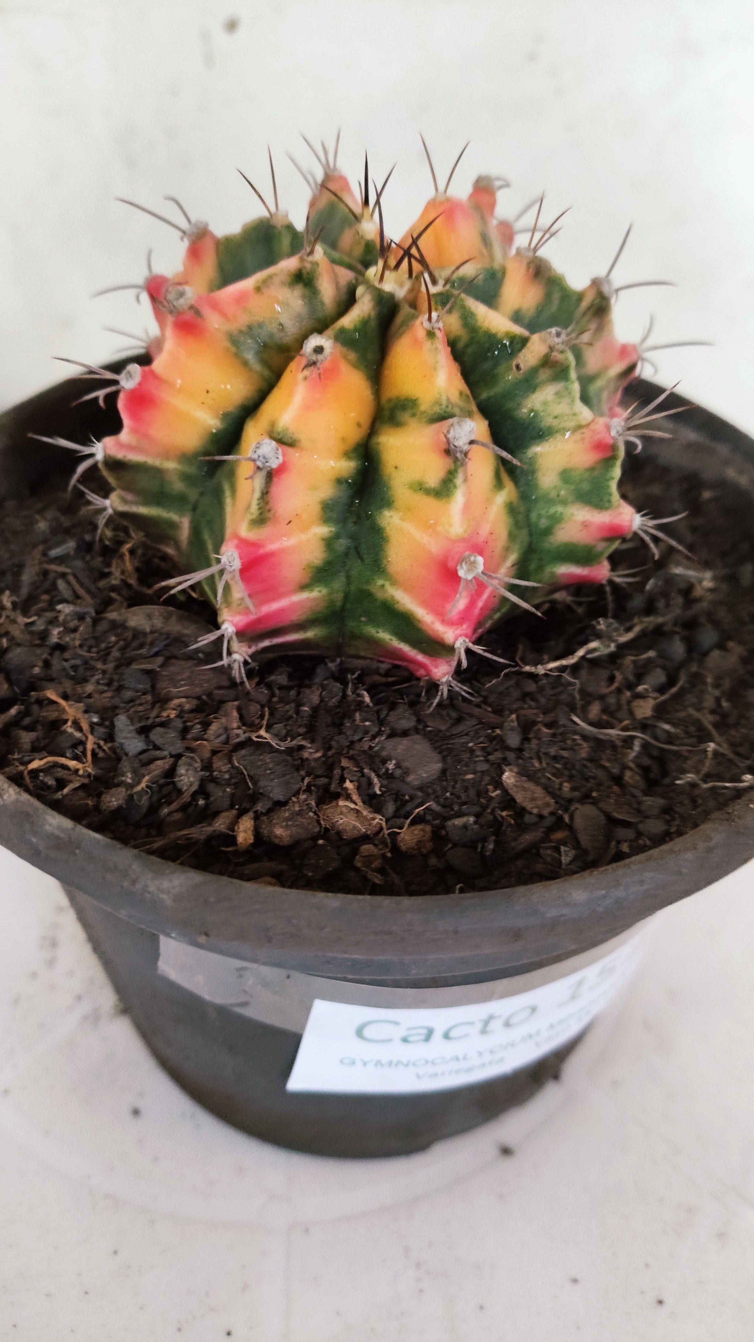 GYMNOCALYCIUM Mihanovichii "Variegata" Nº 157 – vaso 15