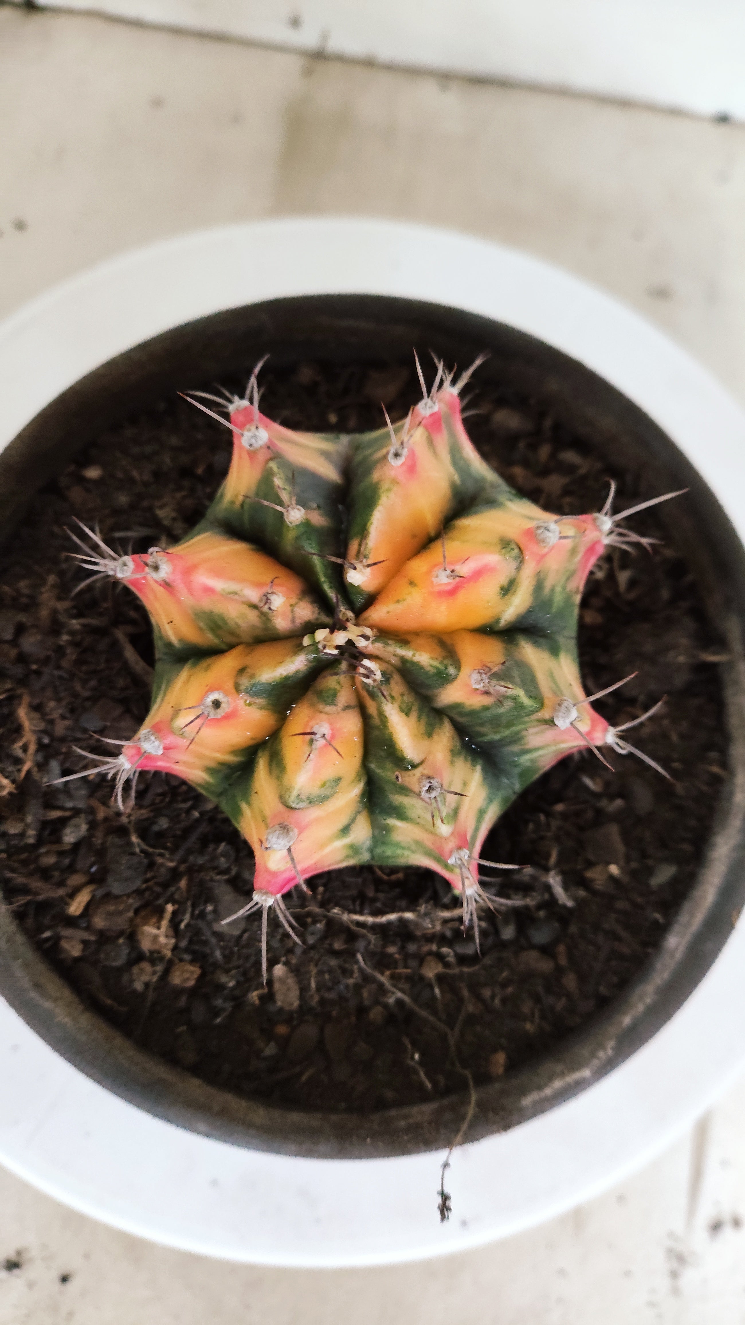GYMNOCALYCIUM Mihanovichii "Variegata" Nº 157 – vaso 15