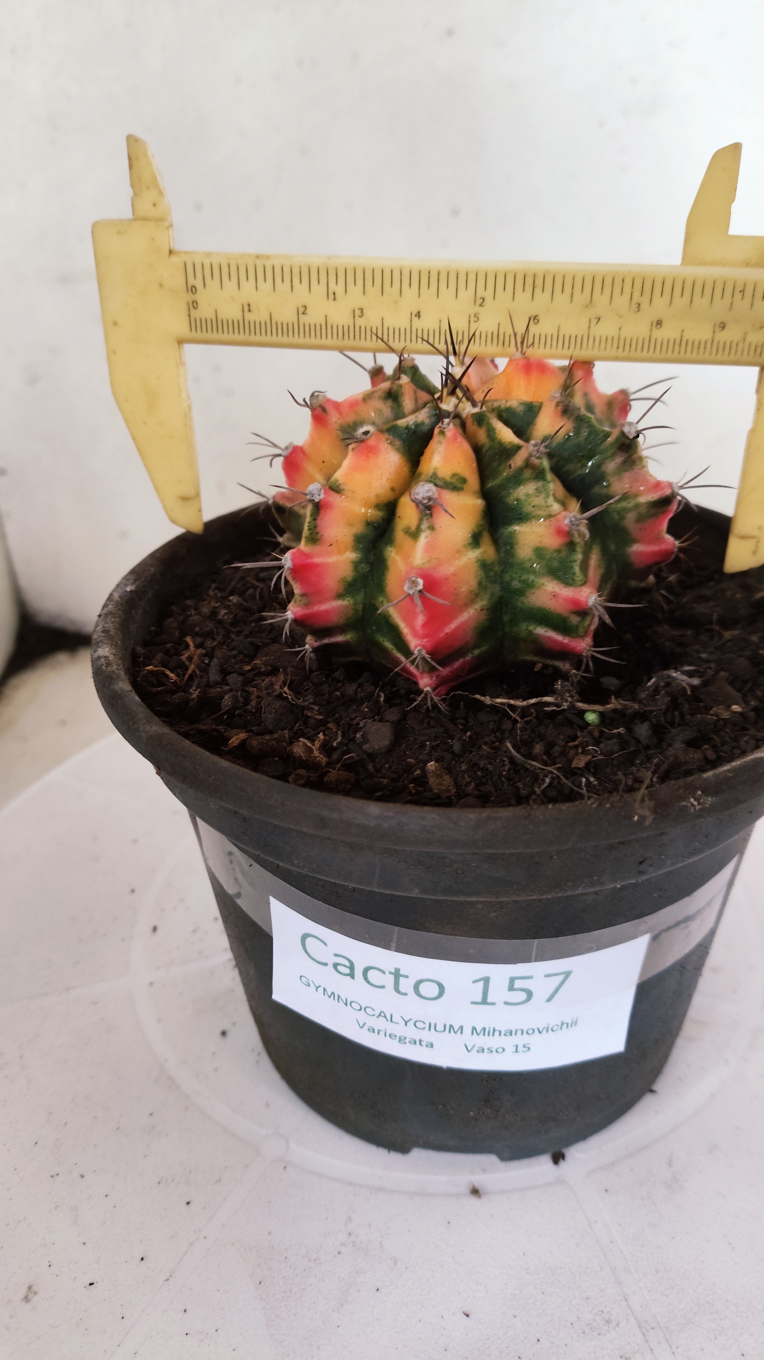 GYMNOCALYCIUM Mihanovichii "Variegata" Nº 157 – vaso 15