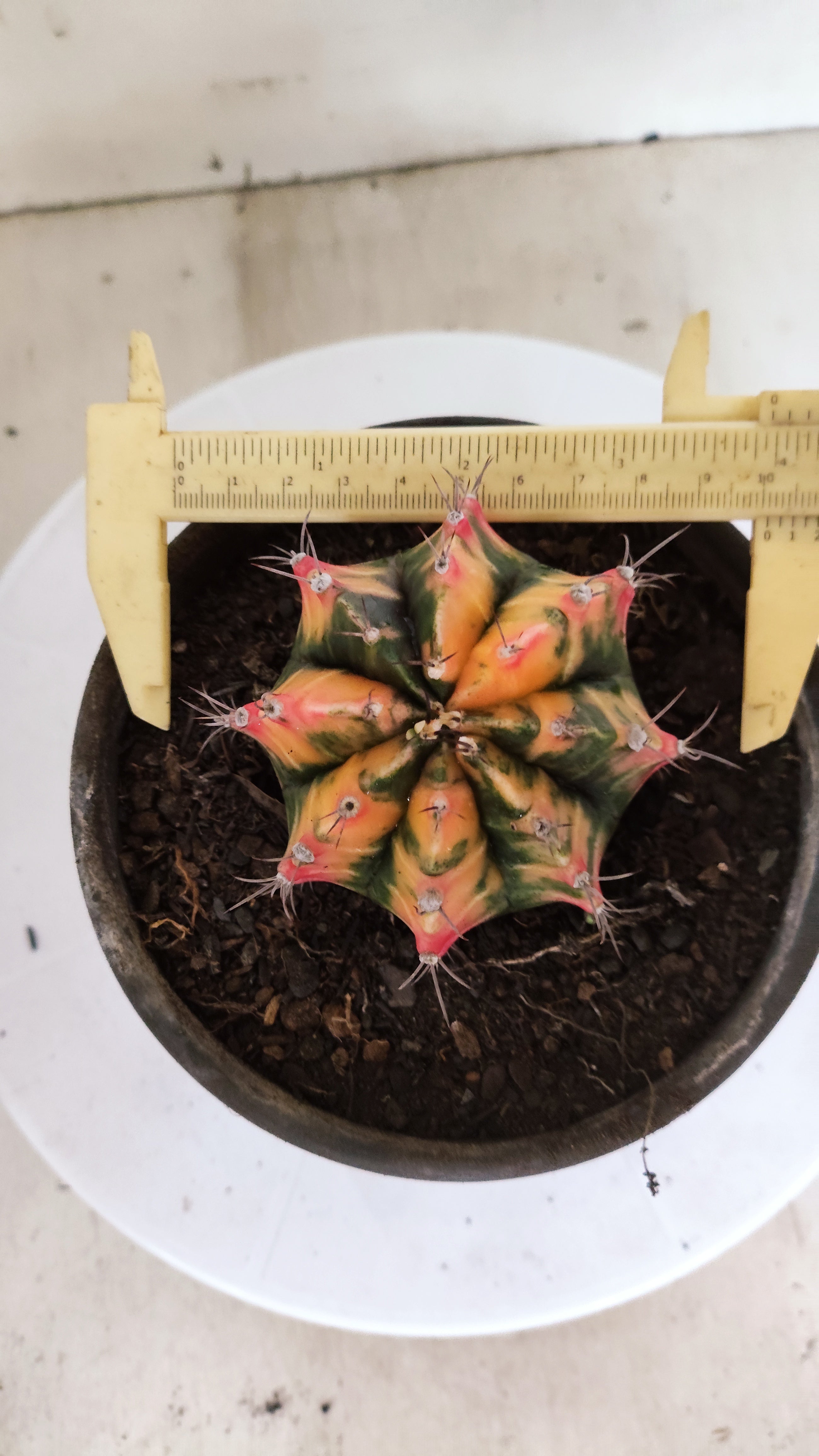 GYMNOCALYCIUM Mihanovichii "Variegata" Nº 157 – vaso 15