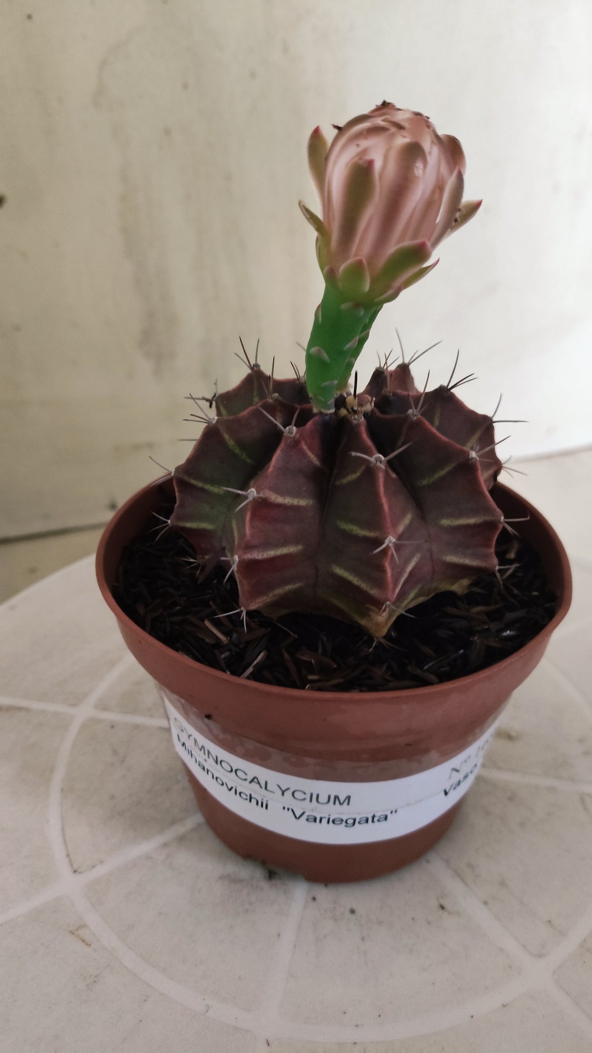 GYMNOCALYCIUM Mihanovichii Variegata Nº 1691 – vaso 11
