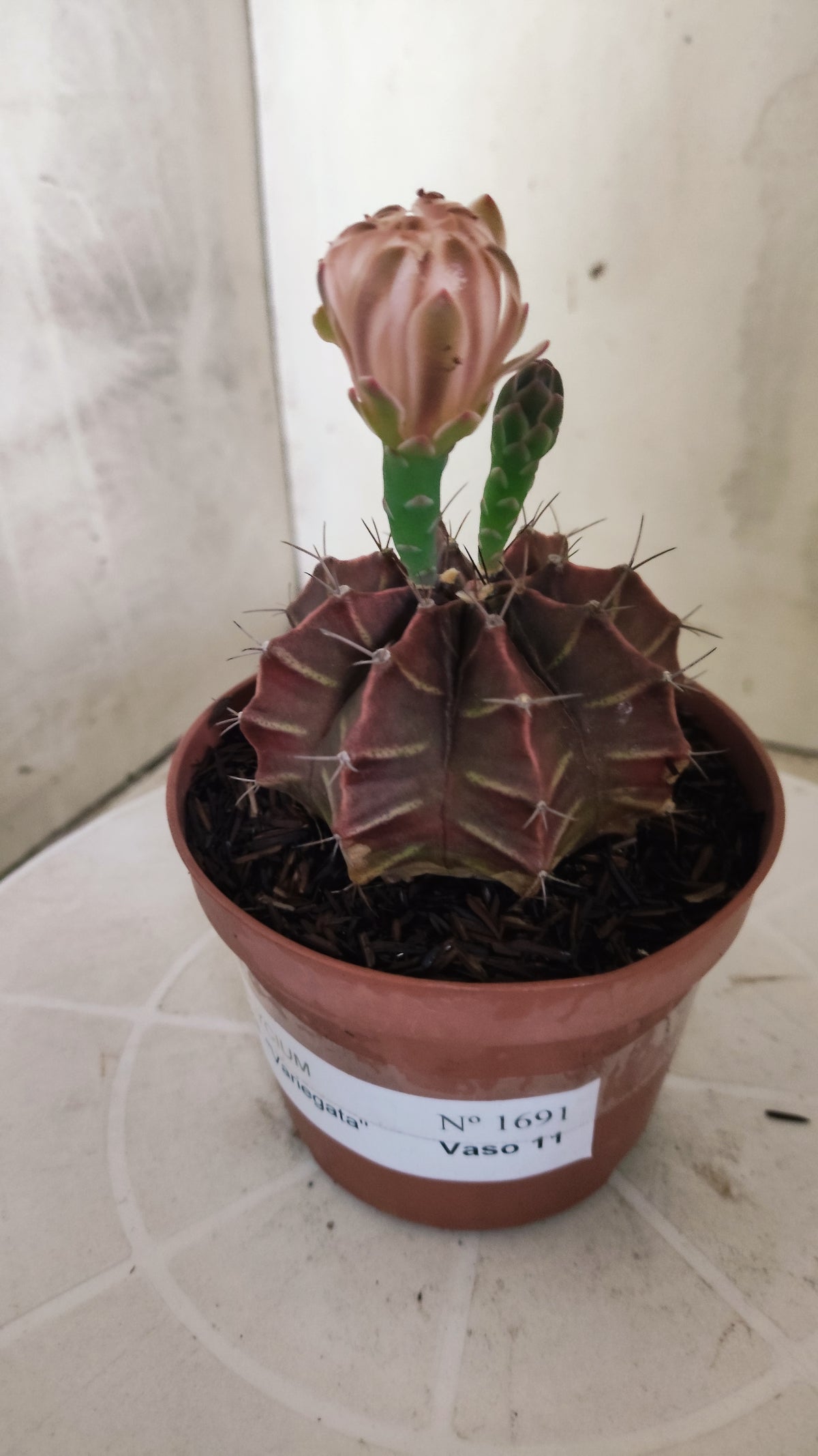 GYMNOCALYCIUM Mihanovichii Variegata Nº 1691 – vaso 11