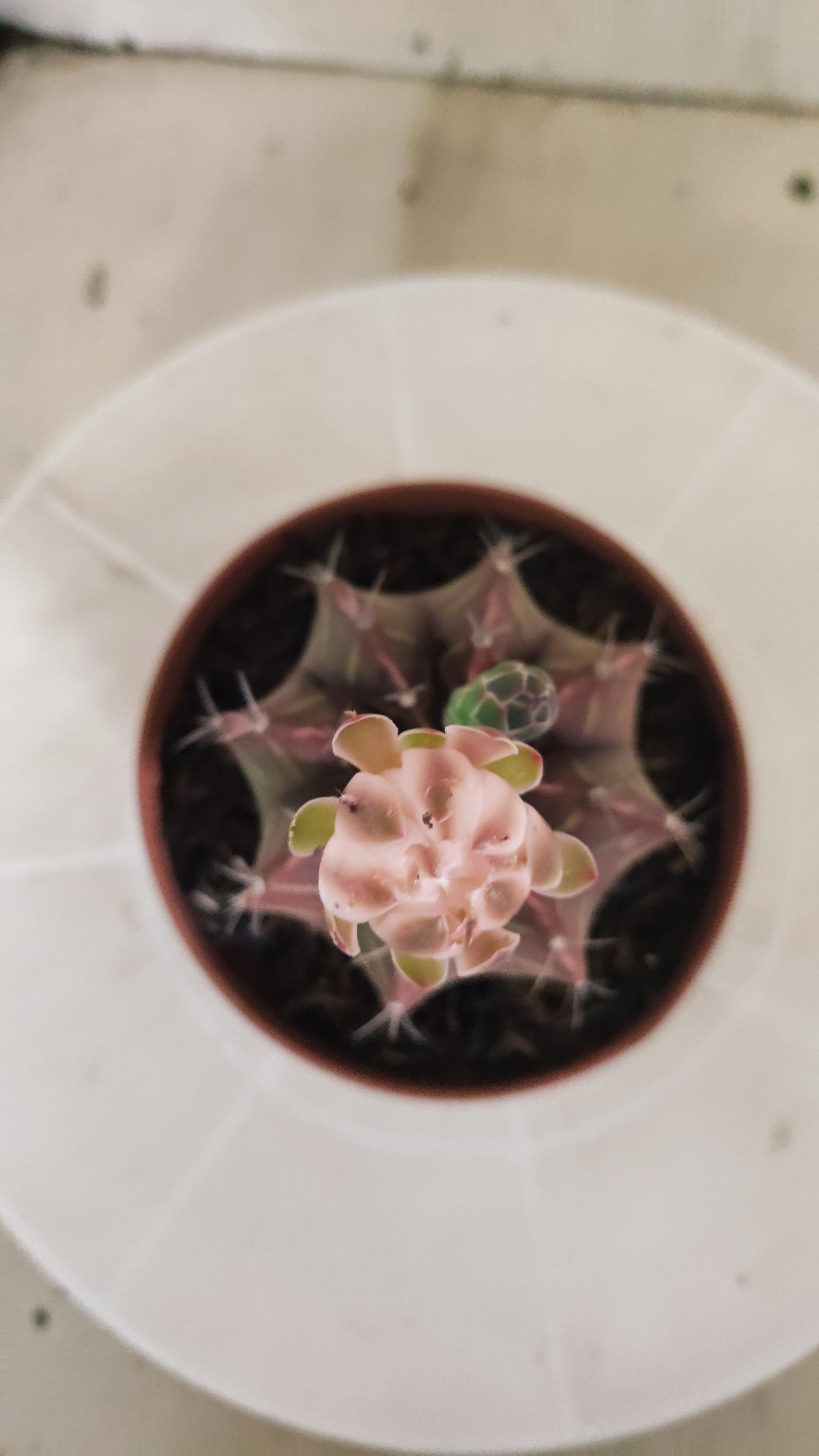 GYMNOCALYCIUM Mihanovichii Variegata Nº 1691 – vaso 11