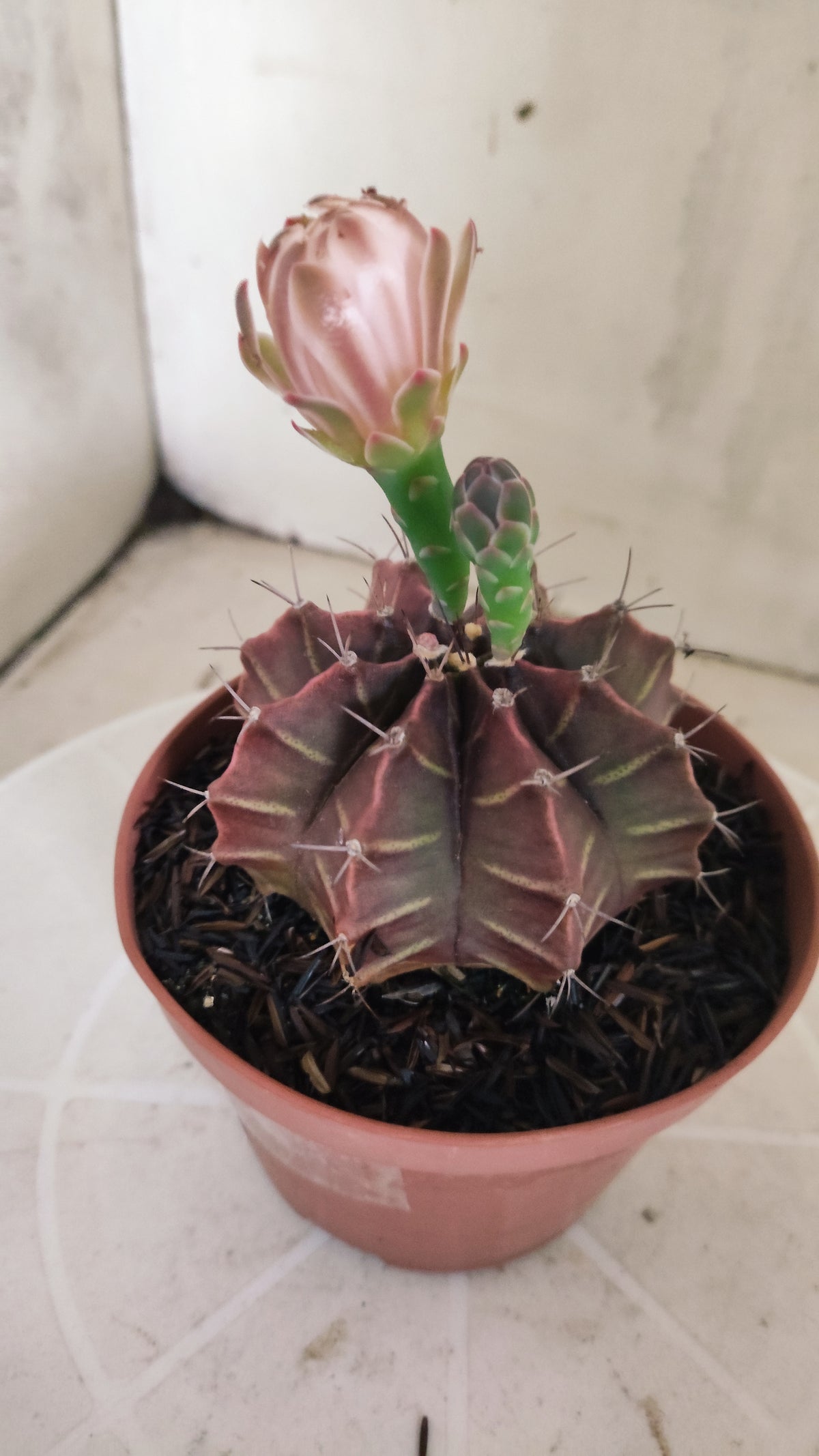 GYMNOCALYCIUM Mihanovichii Variegata Nº 1691 – vaso 11