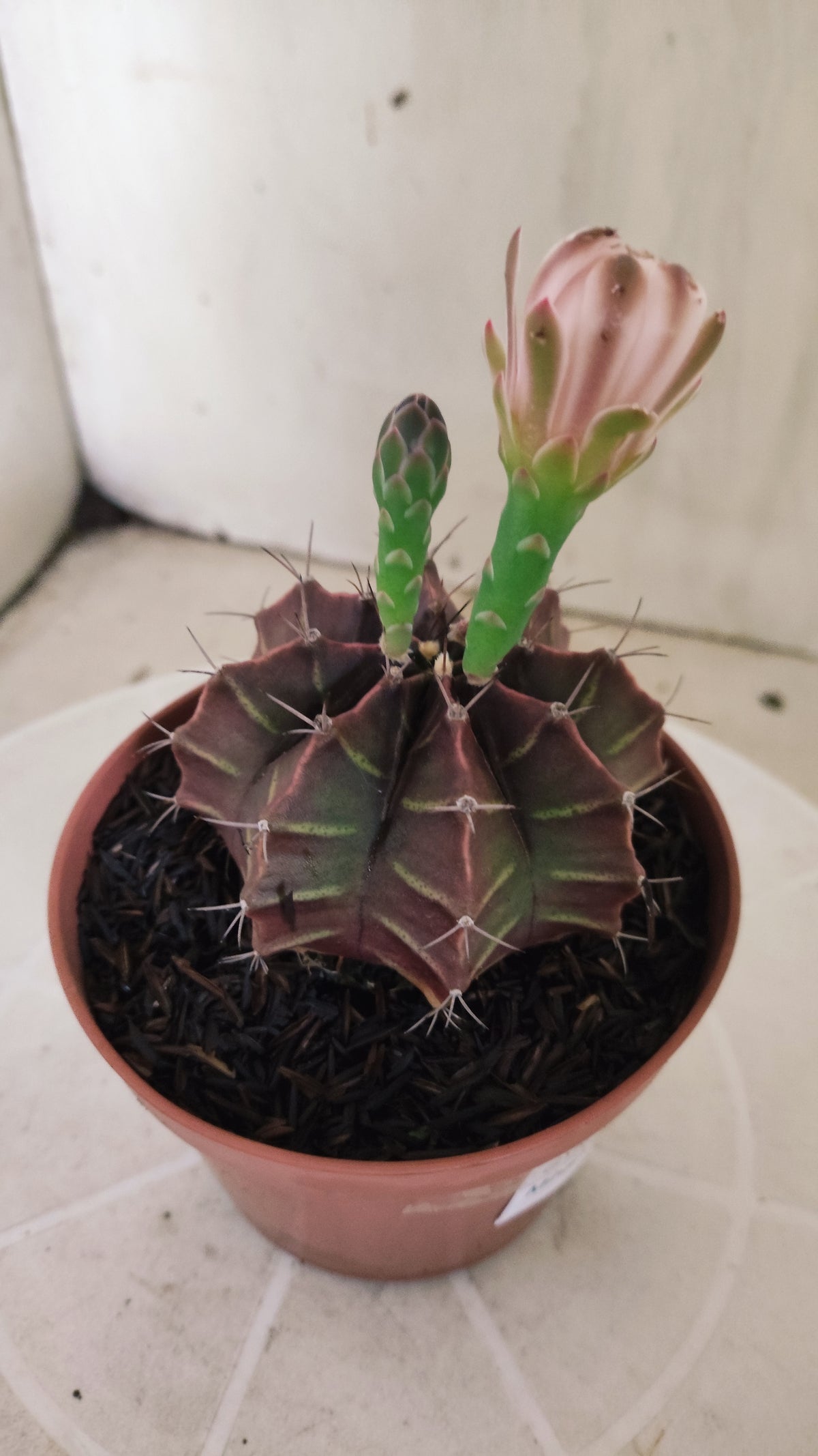 GYMNOCALYCIUM Mihanovichii Variegata Nº 1691 – vaso 11