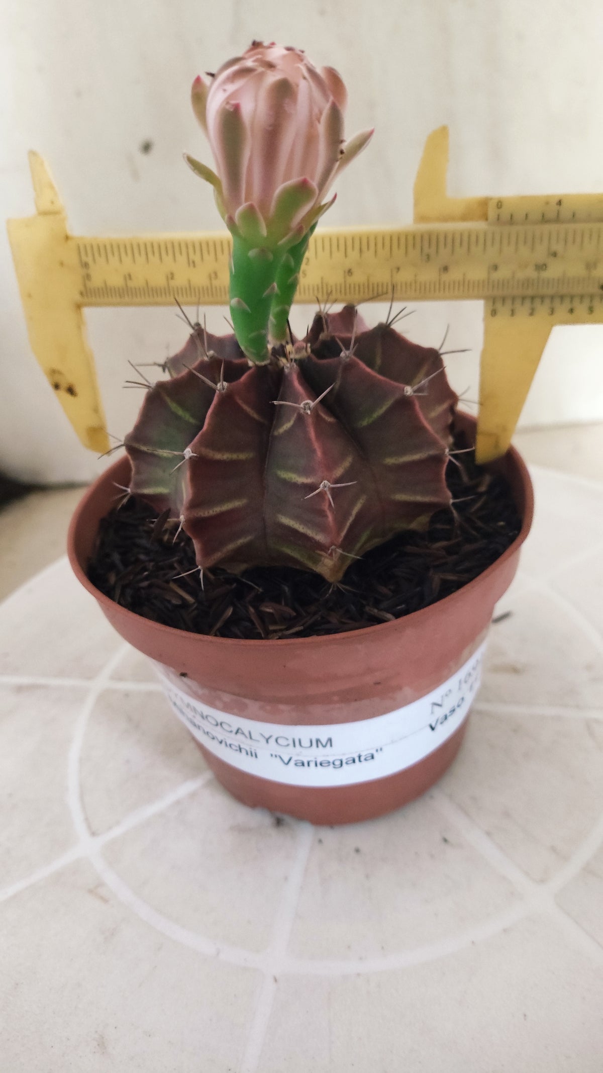 GYMNOCALYCIUM Mihanovichii Variegata Nº 1691 – vaso 11