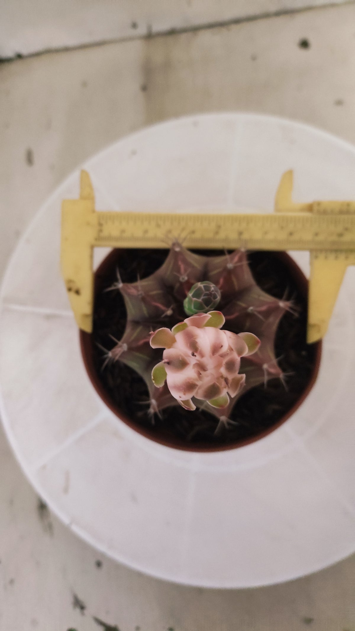 GYMNOCALYCIUM Mihanovichii Variegata Nº 1691 – vaso 11