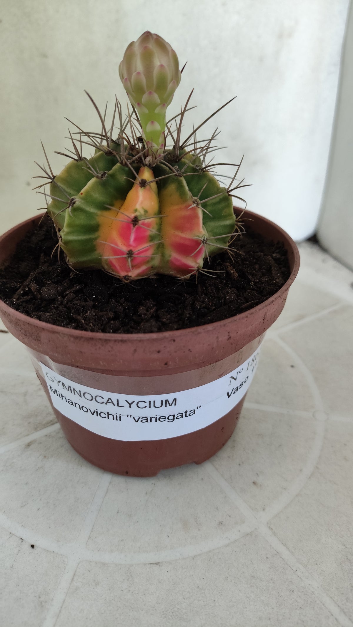 GYMNOCALYCIUM Mihanovichii Variegata Nº 1863 – vaso 11