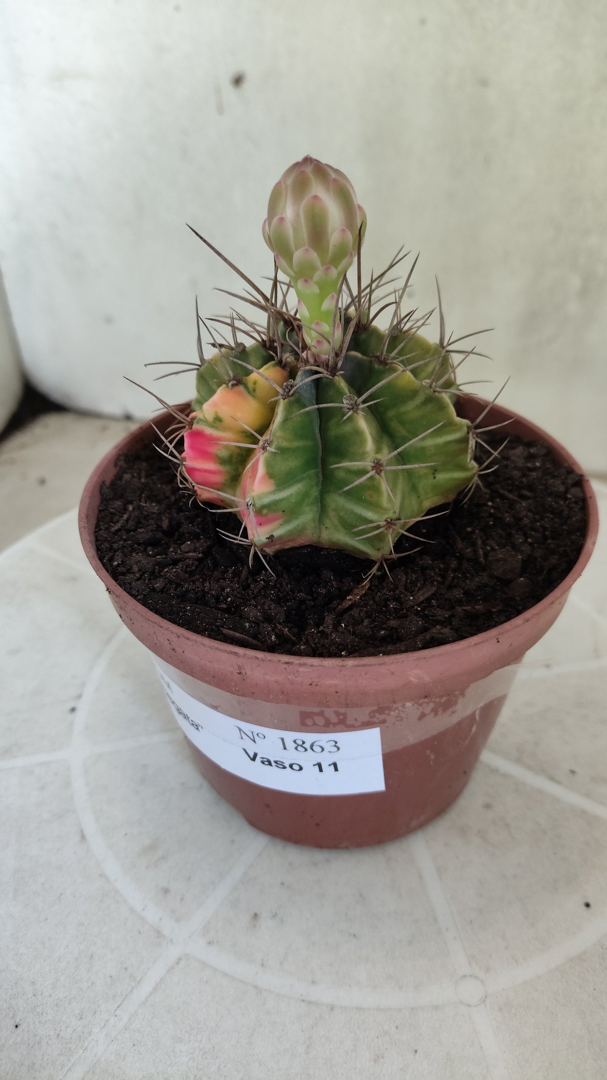 GYMNOCALYCIUM Mihanovichii Variegata Nº 1863 – vaso 11