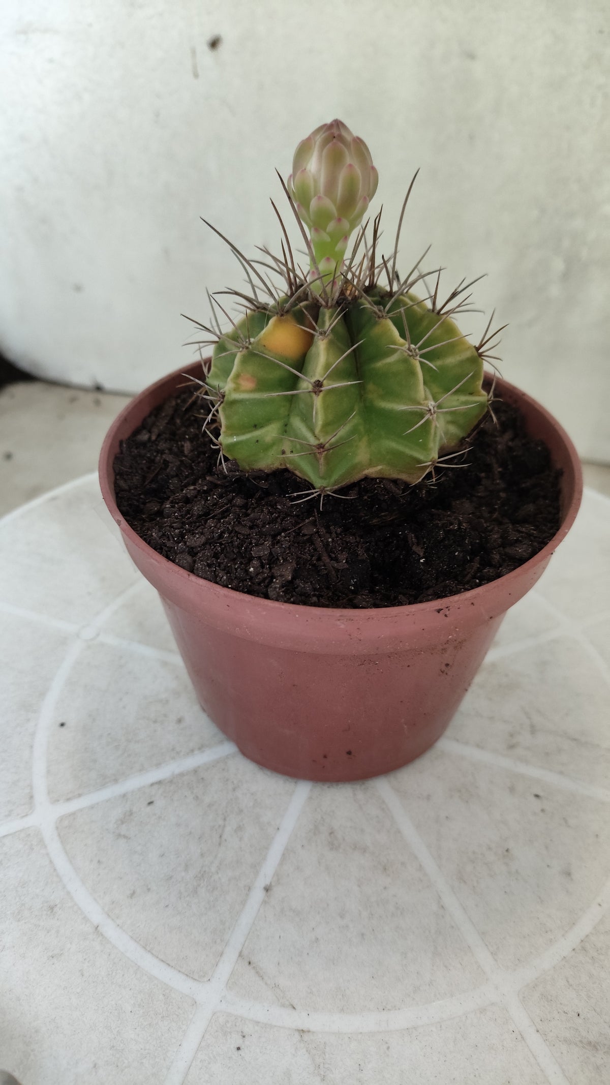 GYMNOCALYCIUM Mihanovichii Variegata Nº 1863 – vaso 11