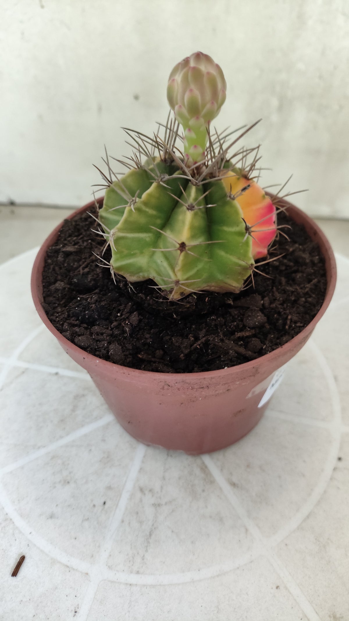 GYMNOCALYCIUM Mihanovichii Variegata Nº 1863 – vaso 11