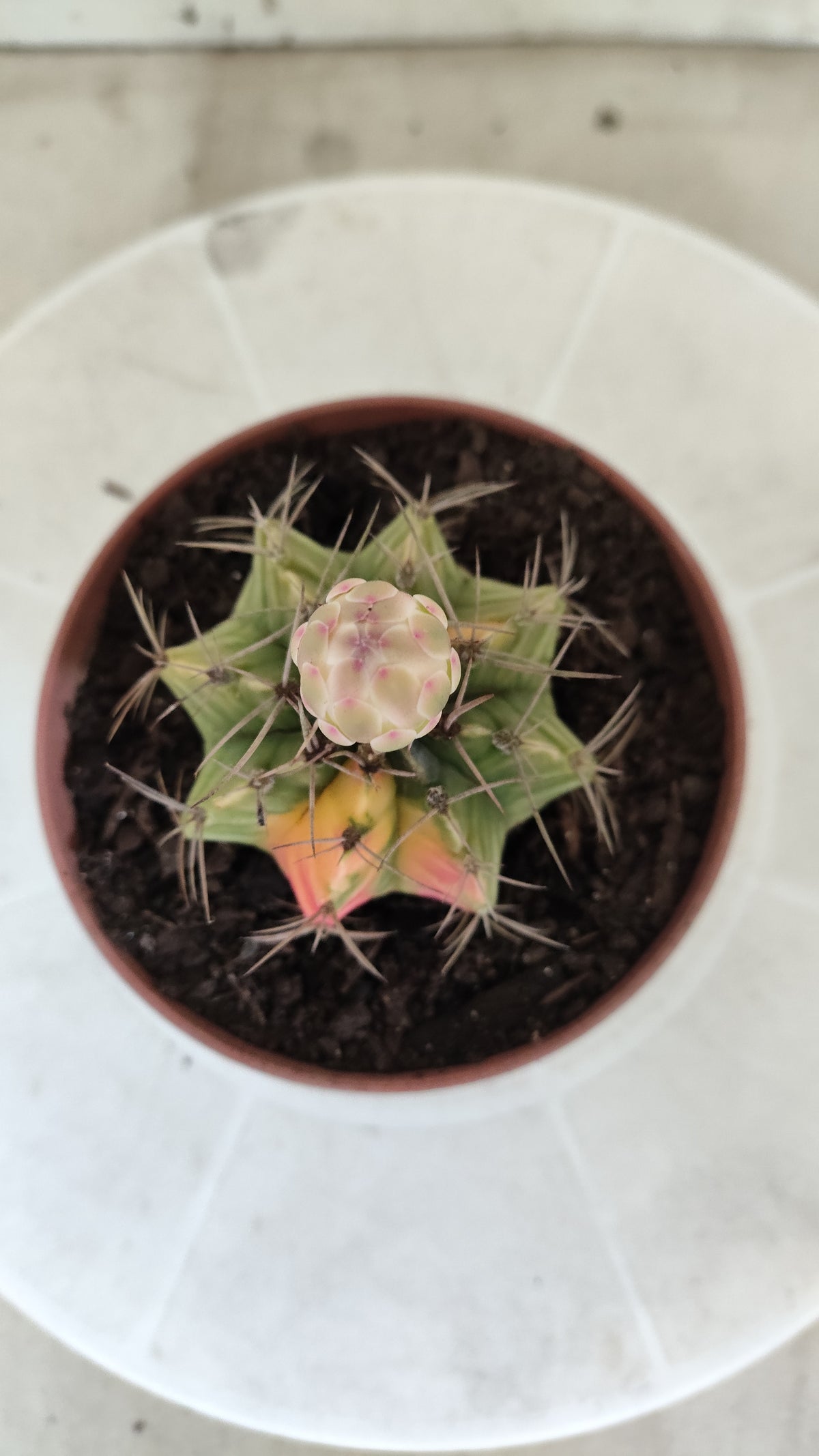 GYMNOCALYCIUM Mihanovichii Variegata Nº 1863 – vaso 11