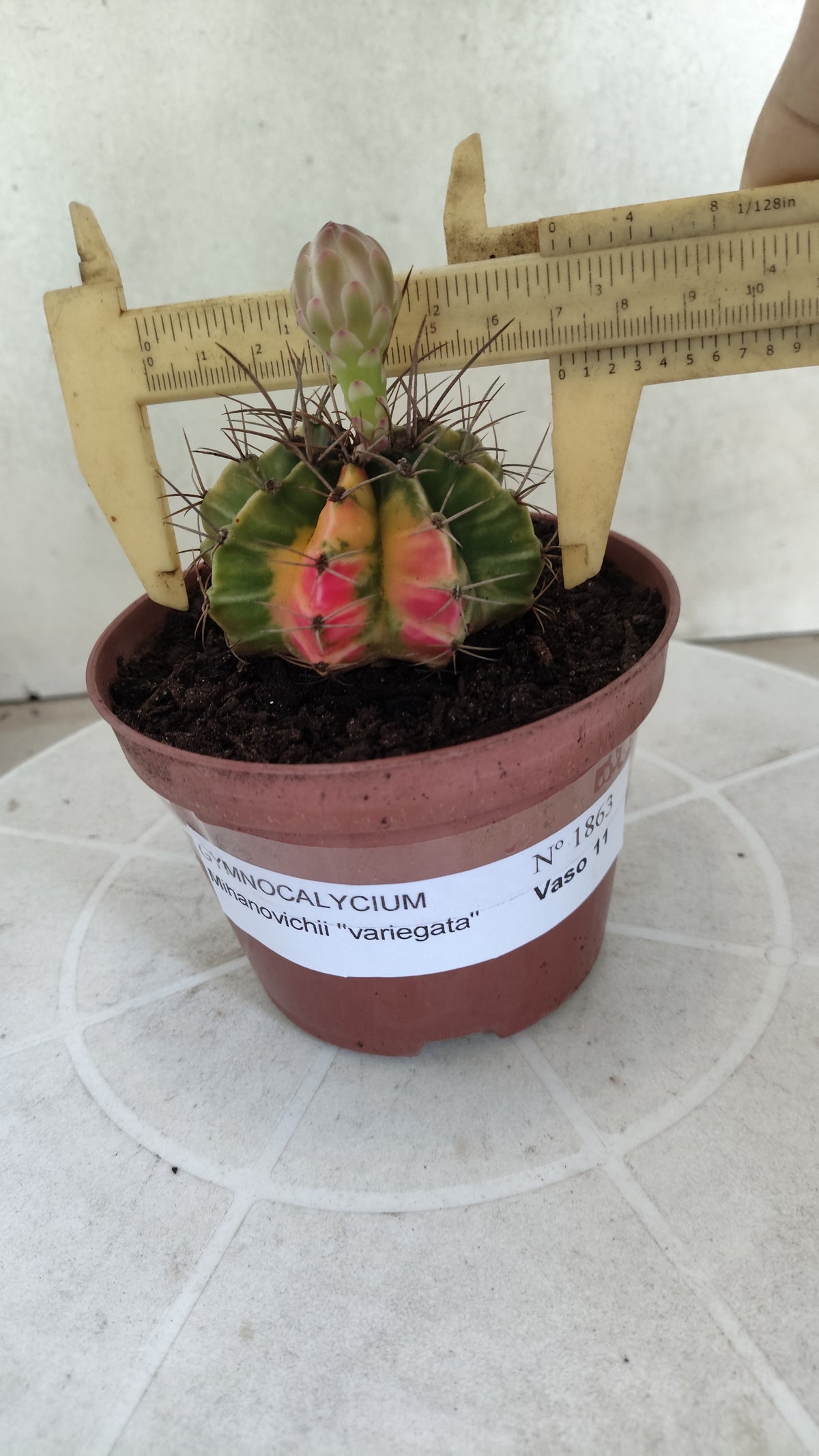 GYMNOCALYCIUM Mihanovichii Variegata Nº 1863 – vaso 11