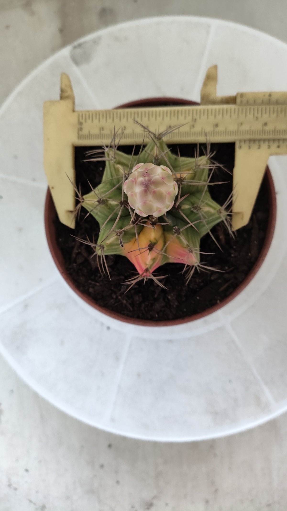 GYMNOCALYCIUM Mihanovichii Variegata Nº 1863 – vaso 11
