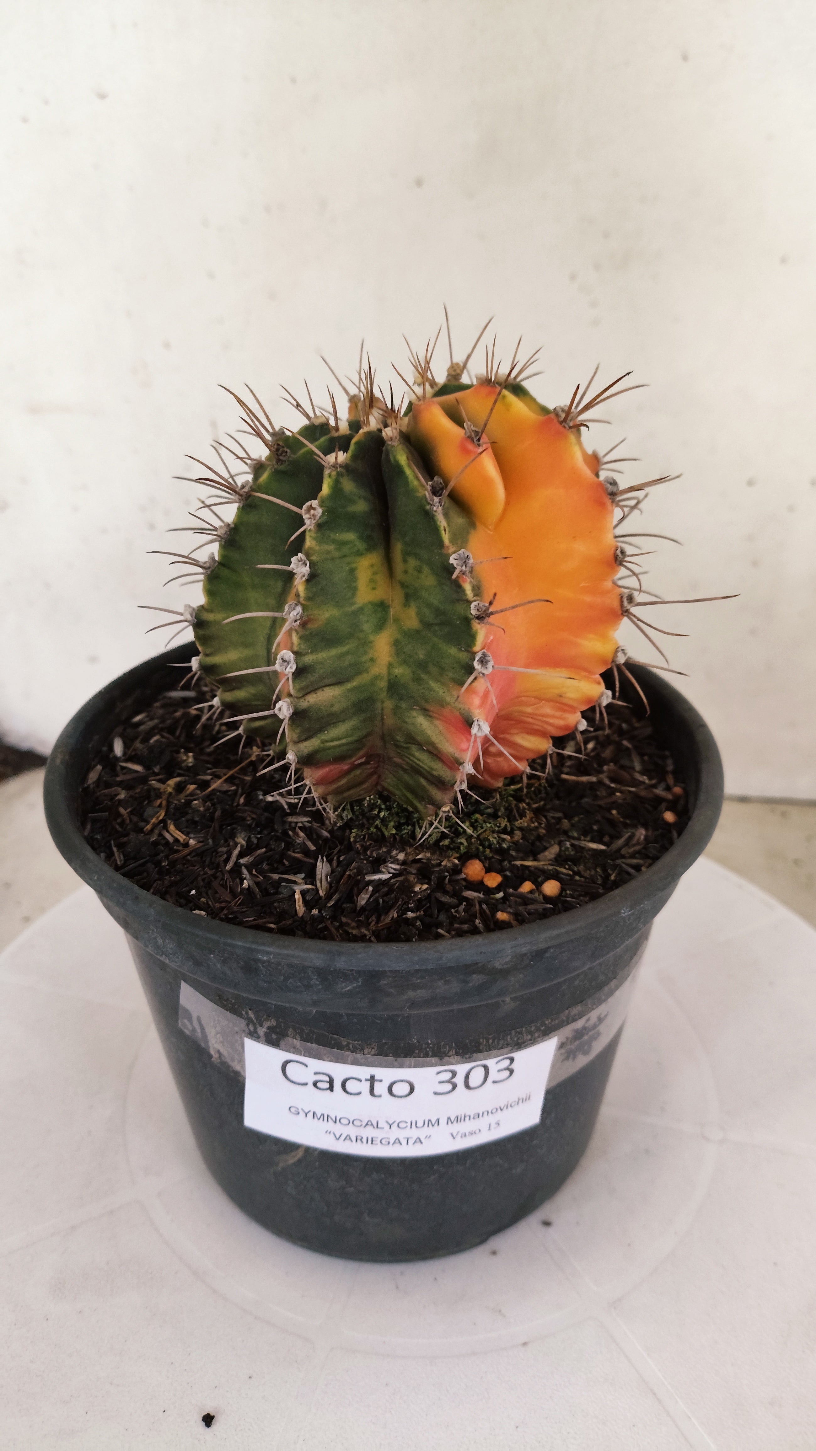 GYMNOCALYCIUM Mihanovichii "Variegata" Nº 303 – vaso 15