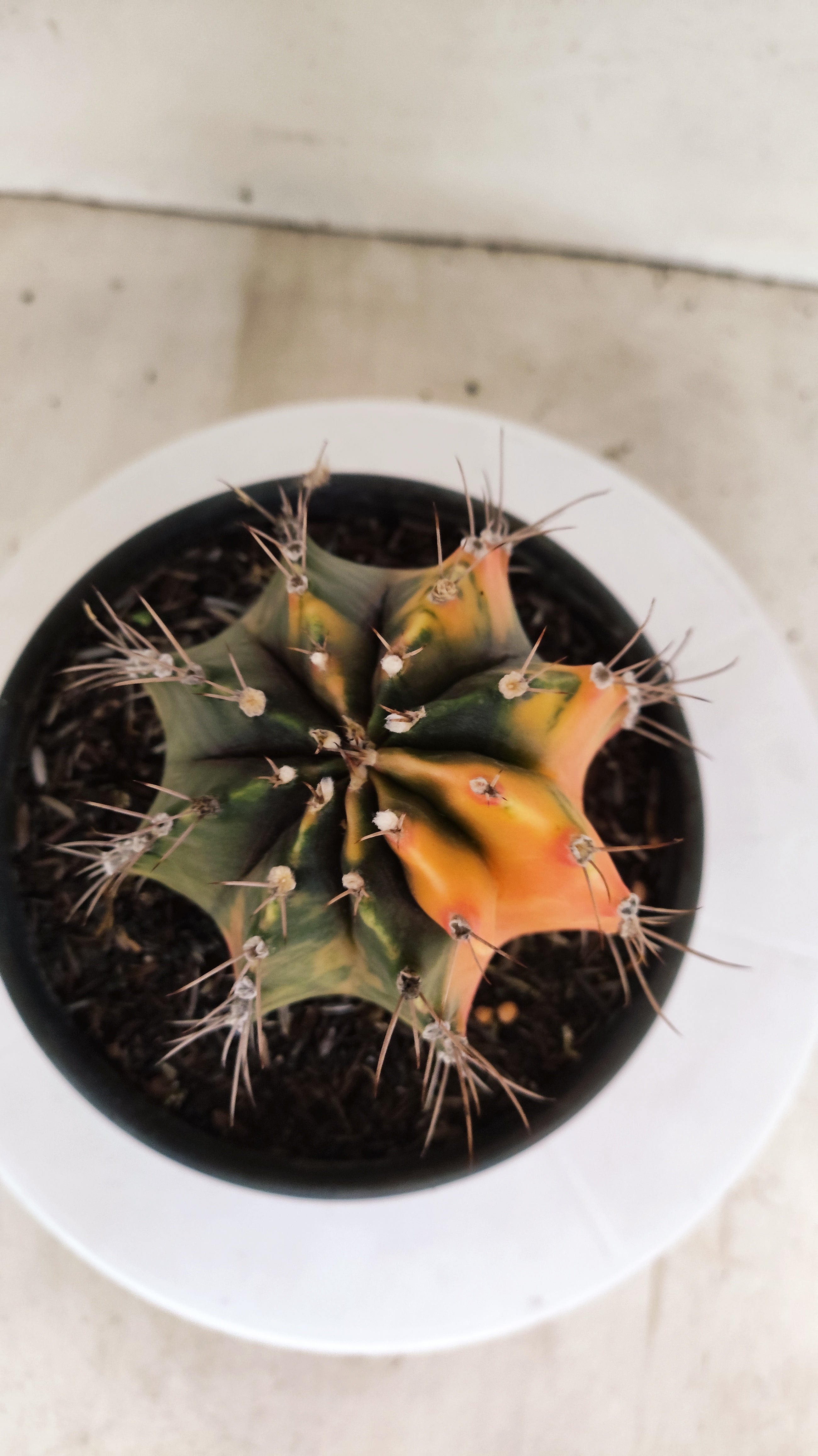GYMNOCALYCIUM Mihanovichii "Variegata" Nº 303 – vaso 15