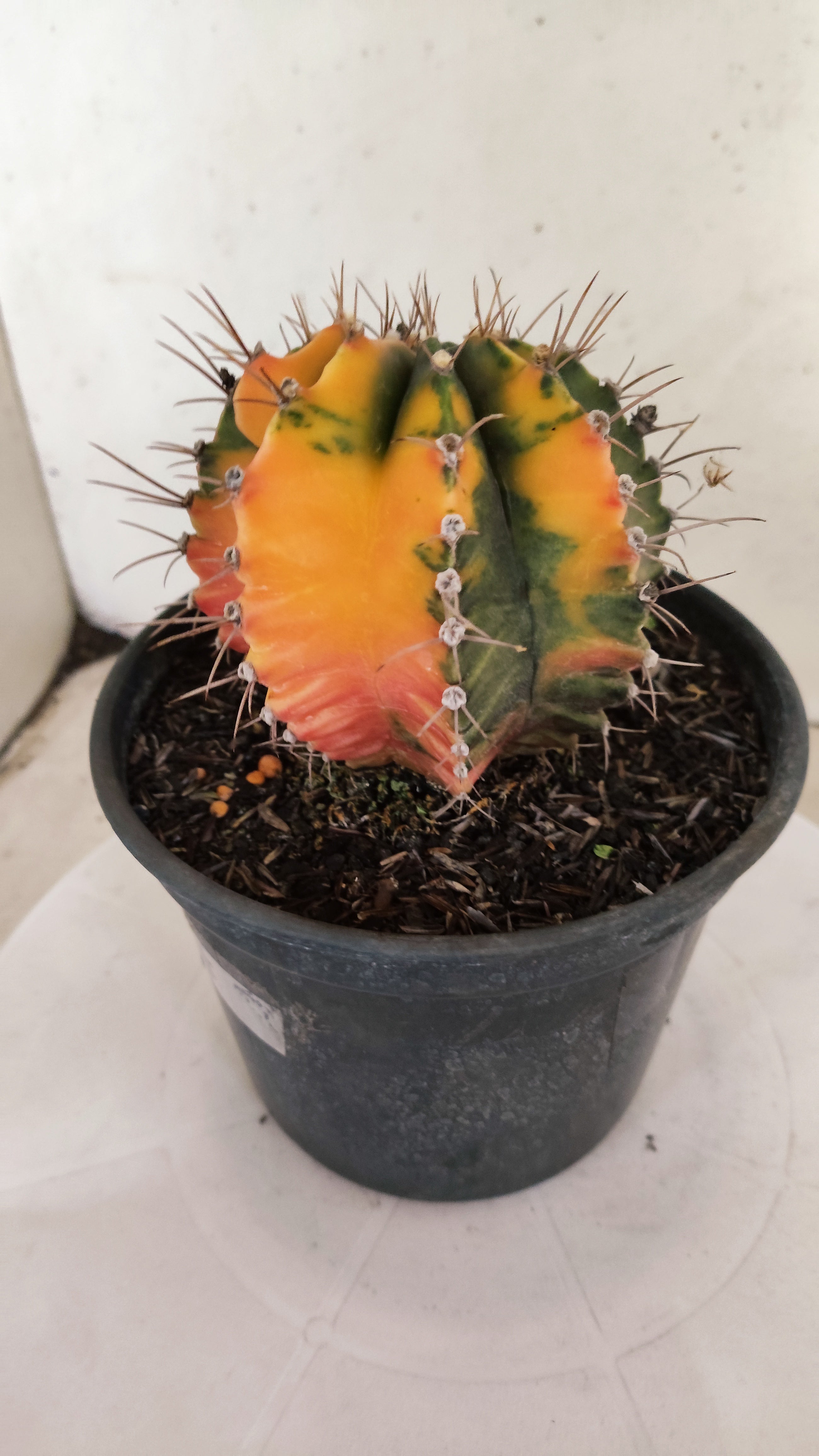 GYMNOCALYCIUM Mihanovichii "Variegata" Nº 303 – vaso 15