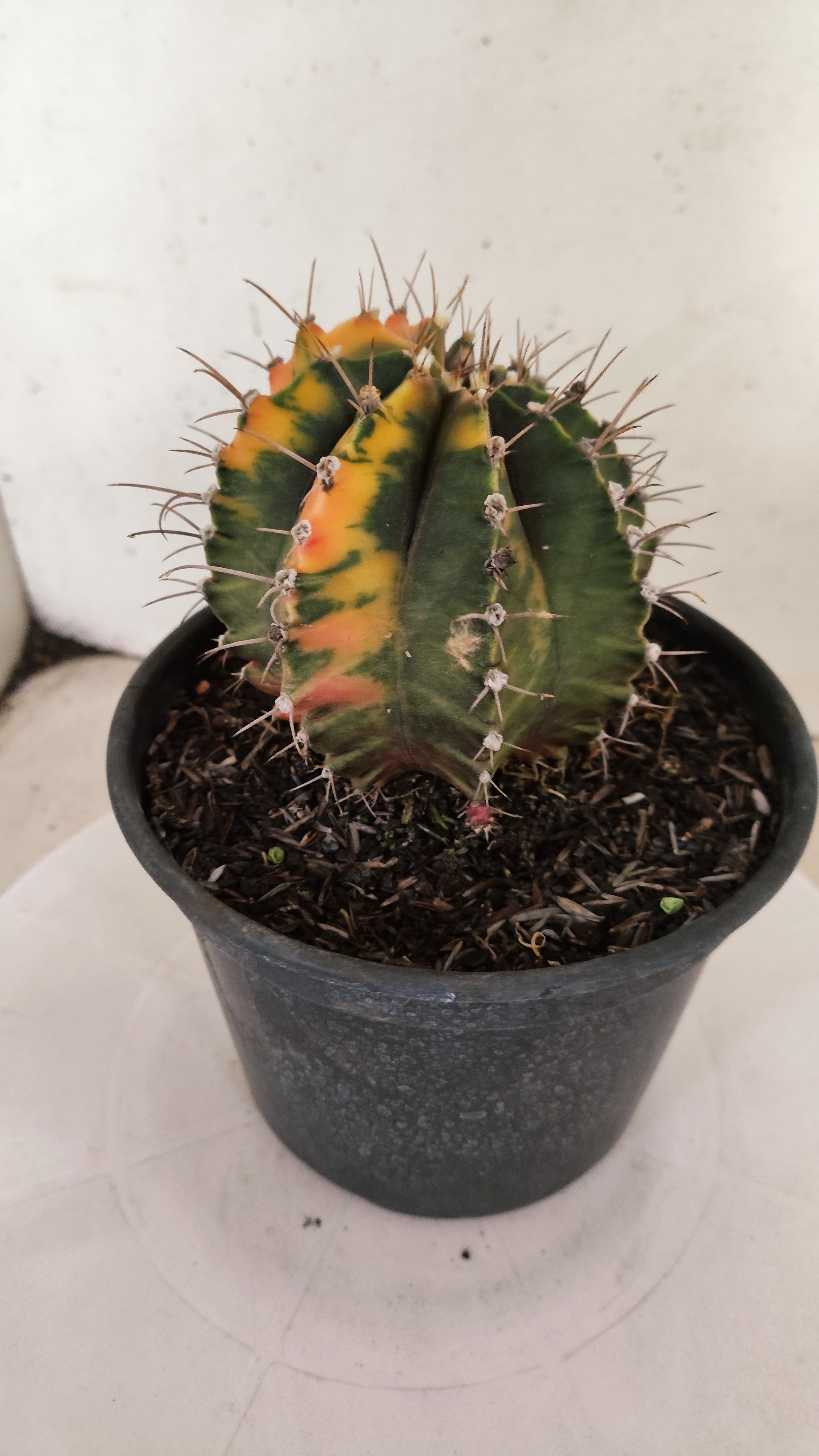 GYMNOCALYCIUM Mihanovichii "Variegata" Nº 303 – vaso 15