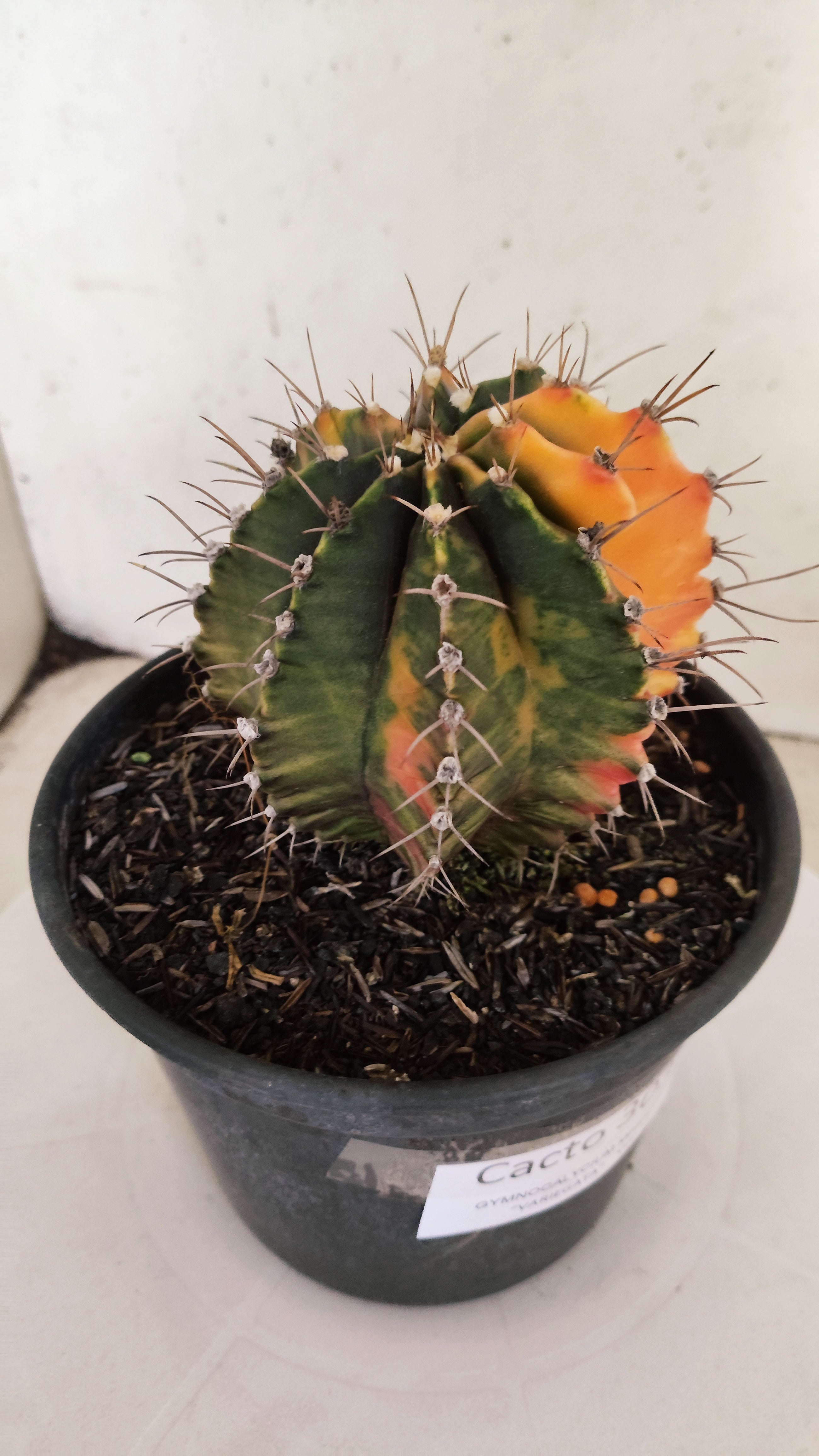 GYMNOCALYCIUM Mihanovichii "Variegata" Nº 303 – vaso 15