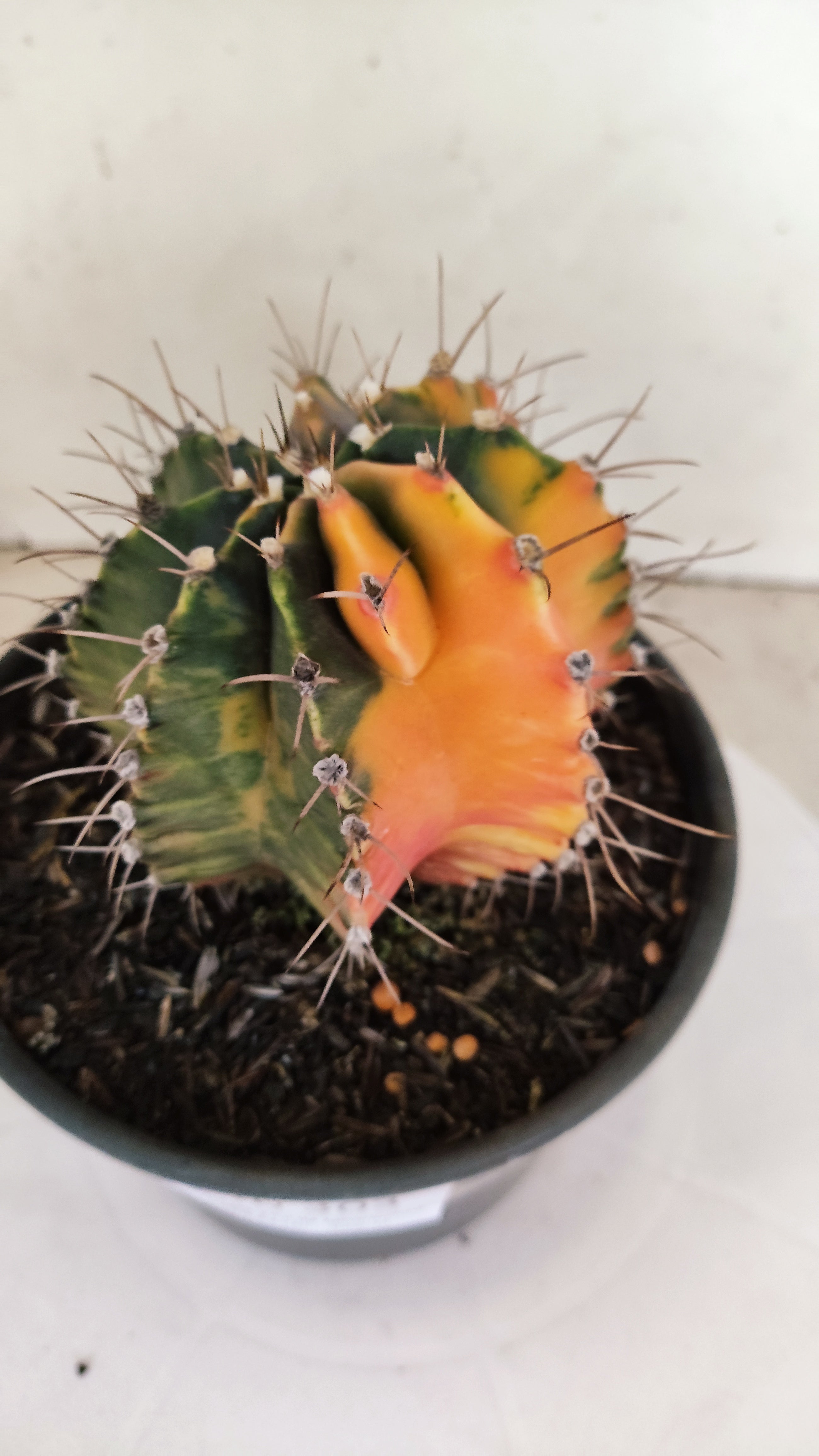 GYMNOCALYCIUM Mihanovichii "Variegata" Nº 303 – vaso 15