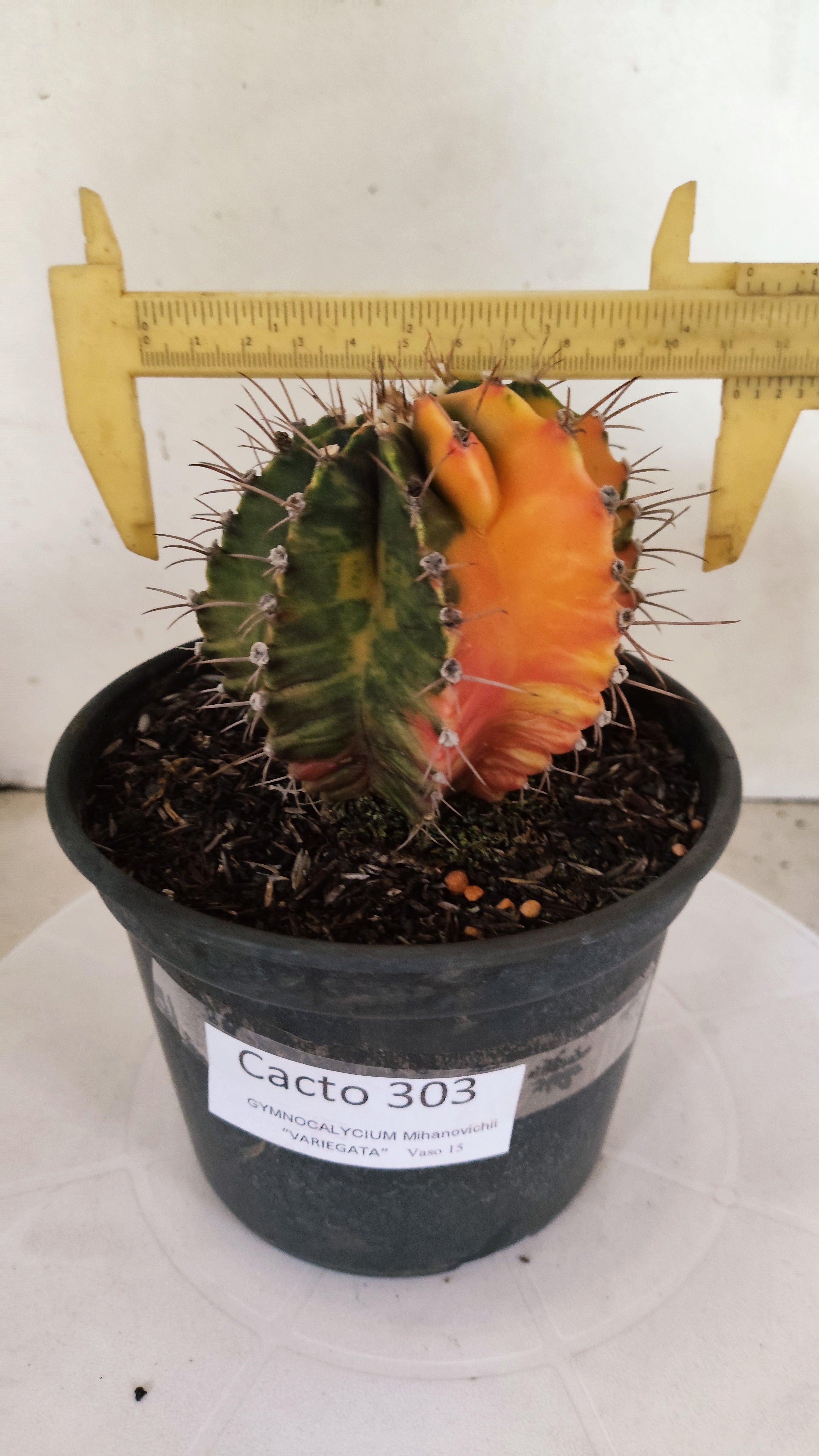 GYMNOCALYCIUM Mihanovichii "Variegata" Nº 303 – vaso 15