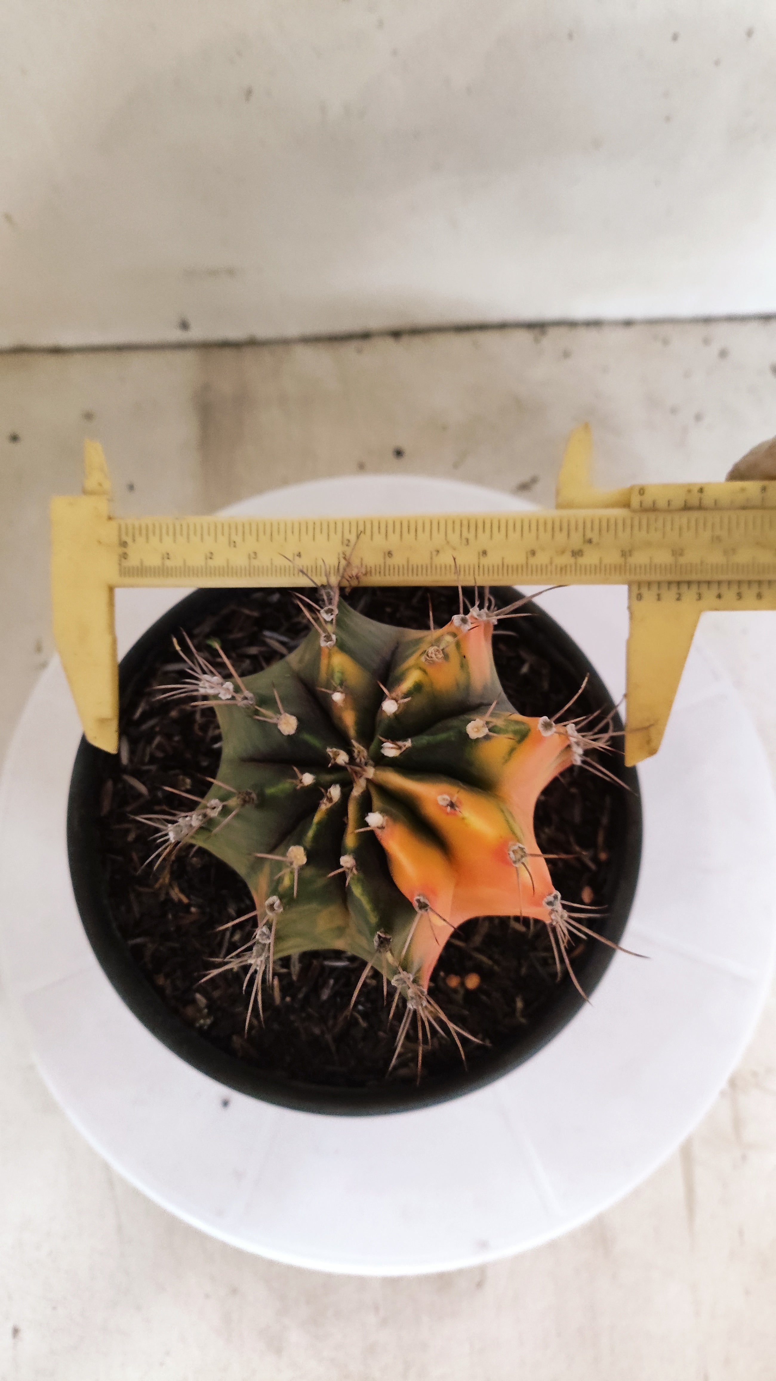 GYMNOCALYCIUM Mihanovichii "Variegata" Nº 303 – vaso 15