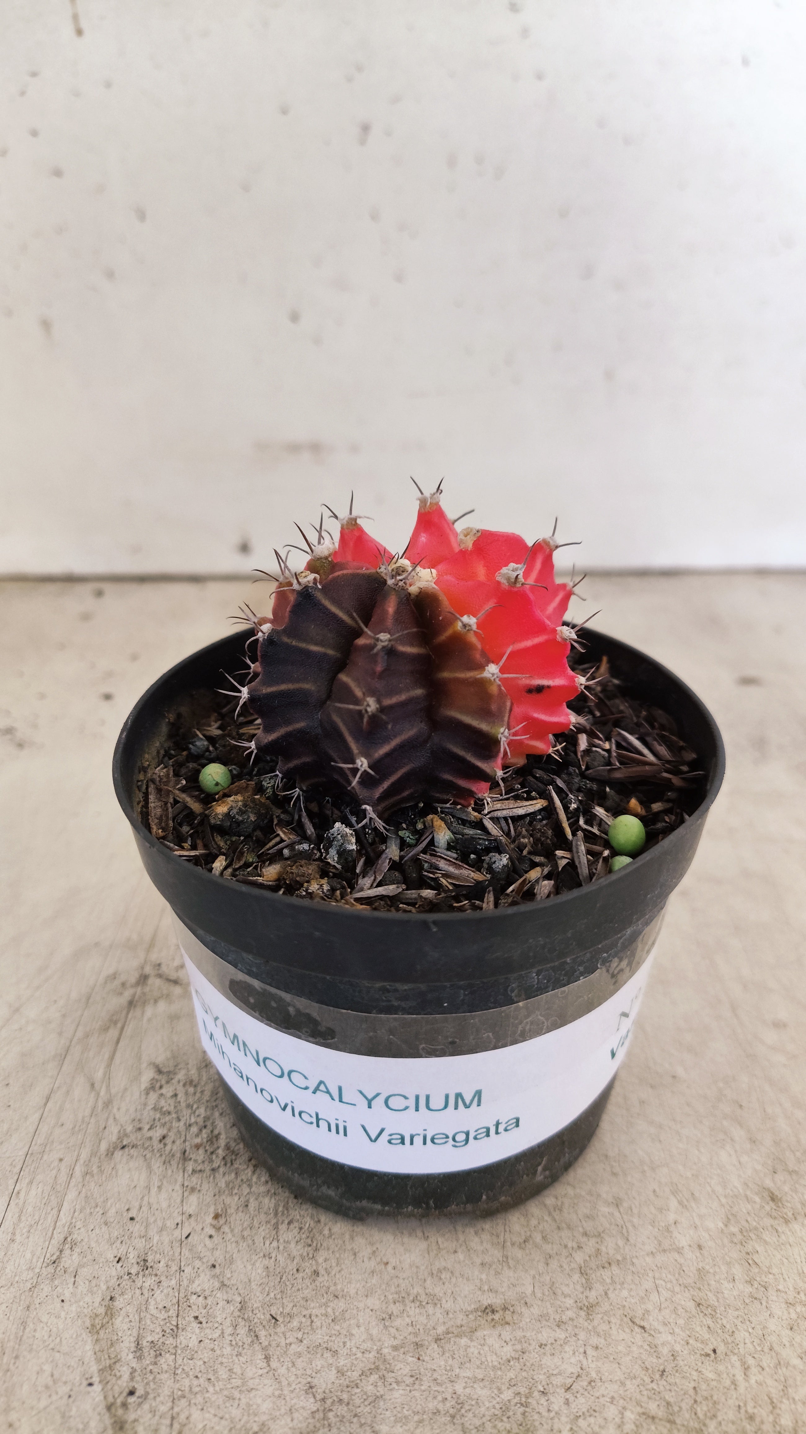 GYMNOCALYCIUM Mihanovichii "Variegata" Nº 700 – vaso 09